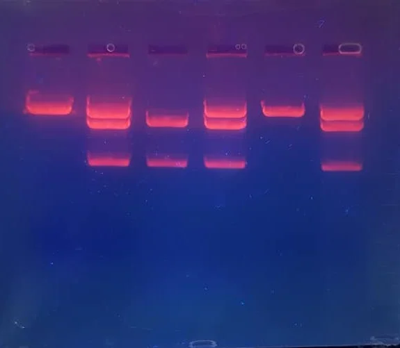 45833261_10161072451910397_5316126612784152576_n.jpg