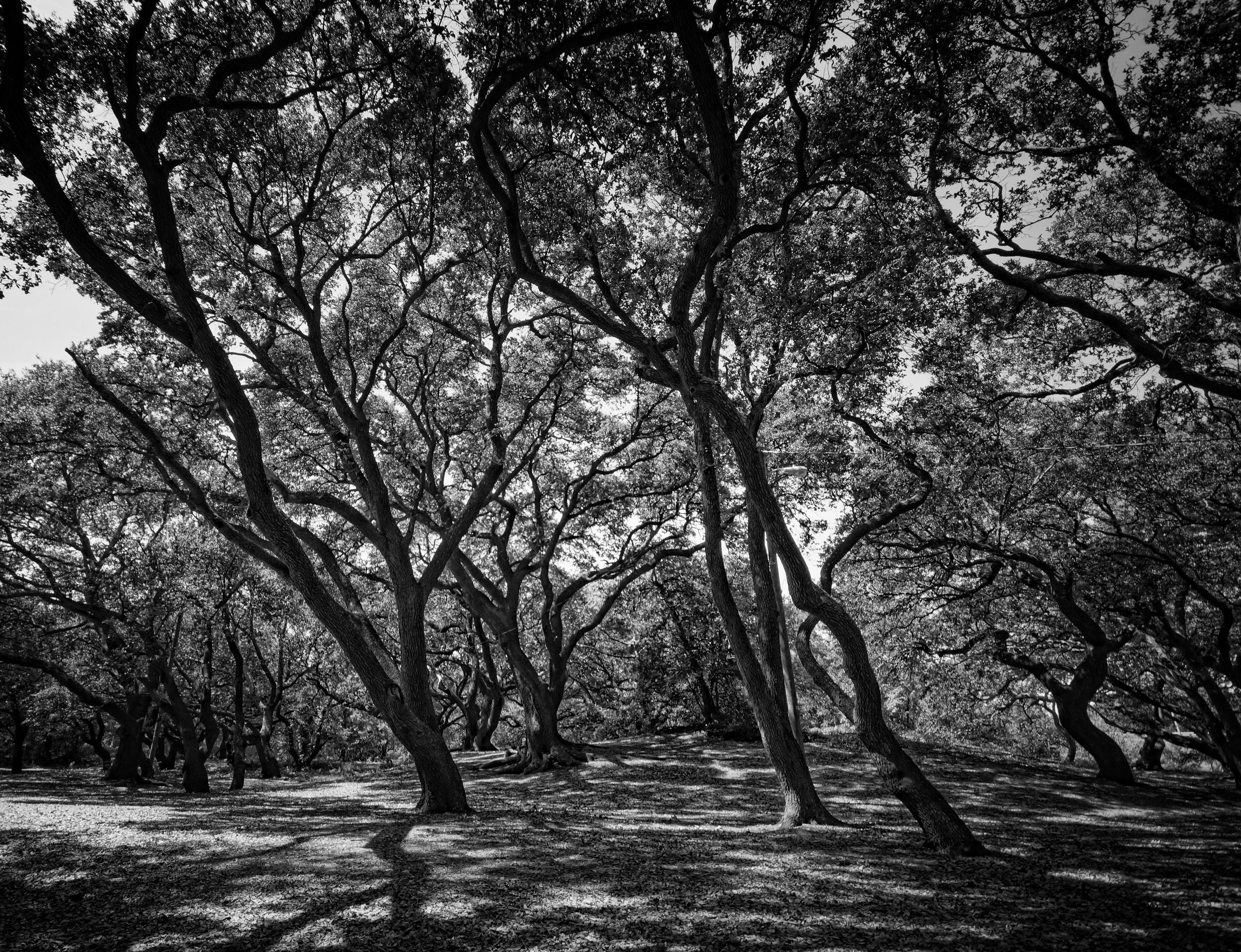 Live Oaks Dancing
