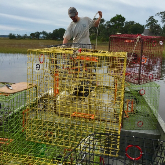 How did a children's author, two scientists, and a bunch of blue crabs help  protect diamondback terrapins? — Kevin Kurtz