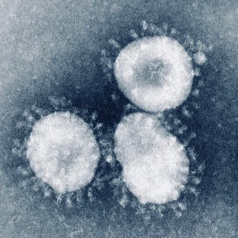 Are the germs that give you a cold not actually alive?