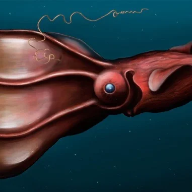 What do vampire squid eat?