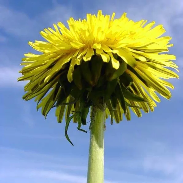 Why do plants have flowers?