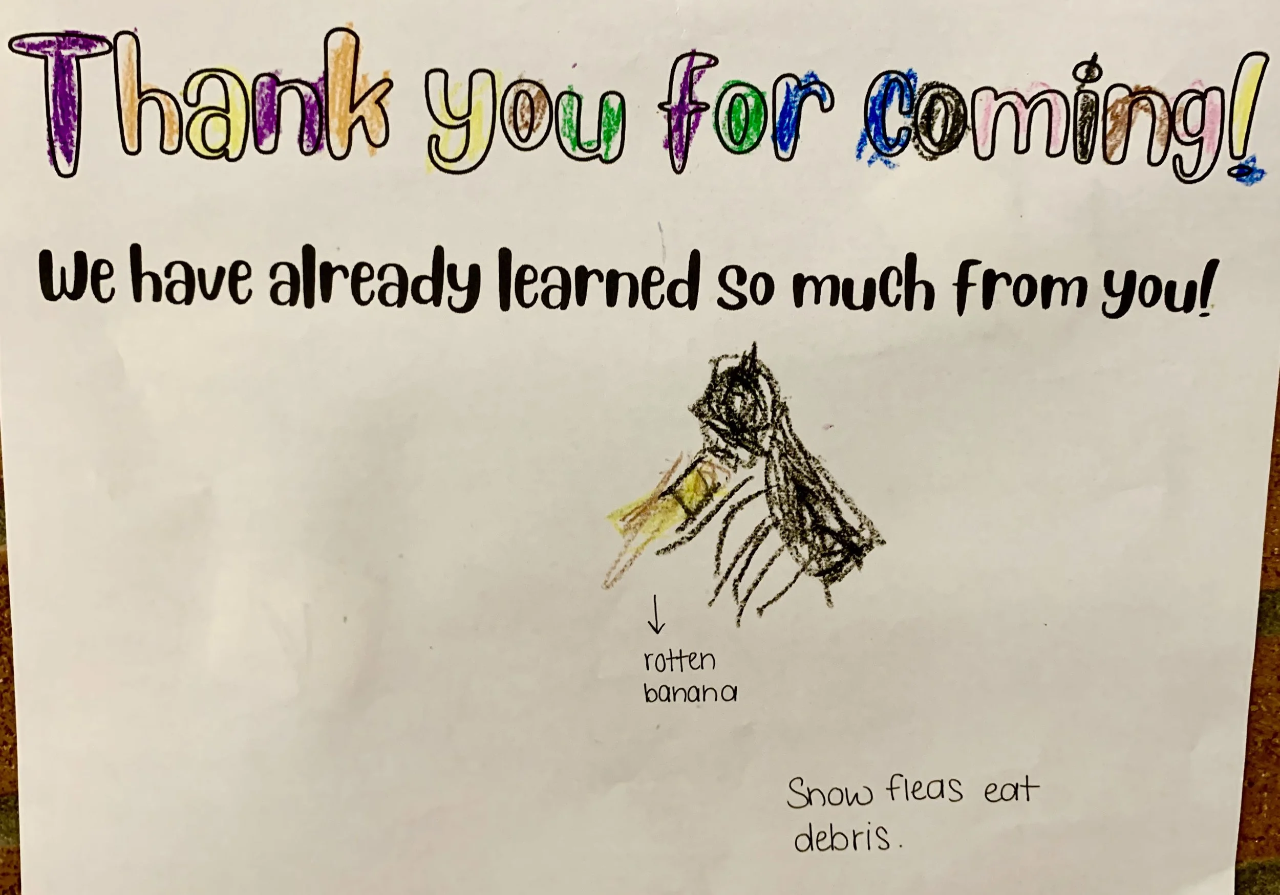 Snow fleas eat debris