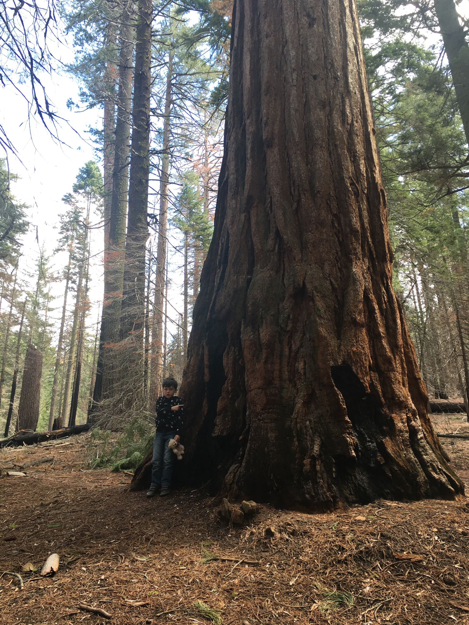 Can you spot the redwood?