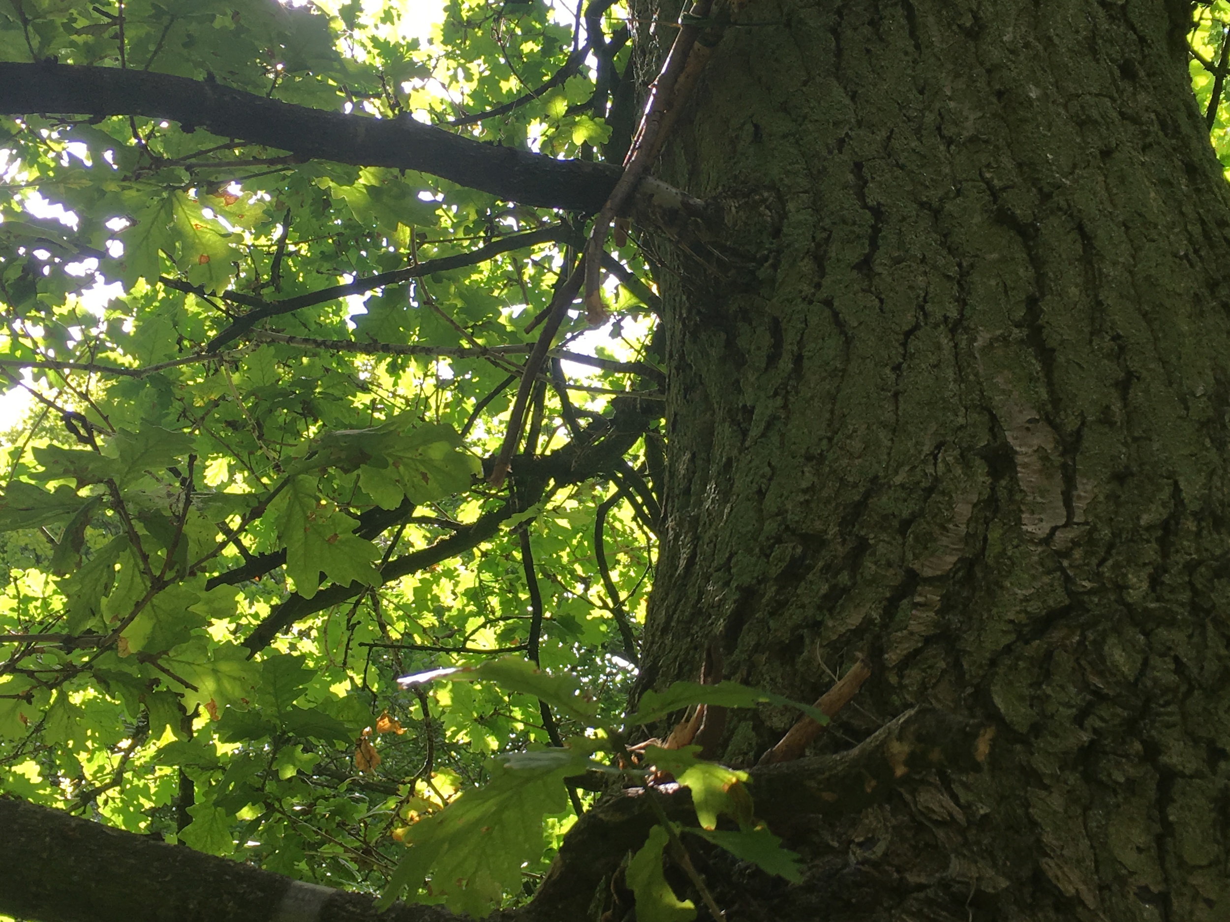 If you look carefully you'll see tens of stick figures lurking in the branches... waiting to pounce