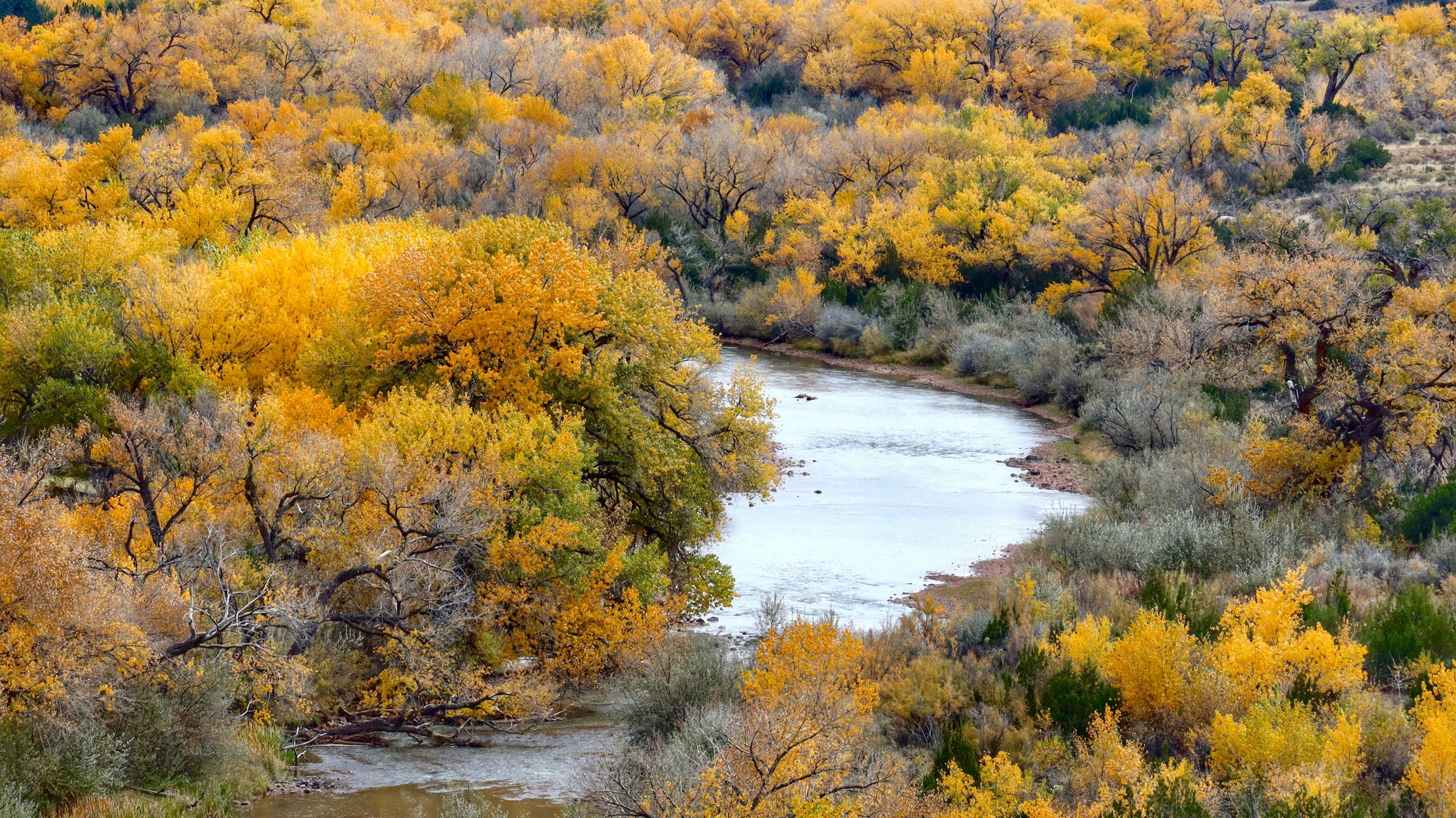 Fall Color in New Mexico