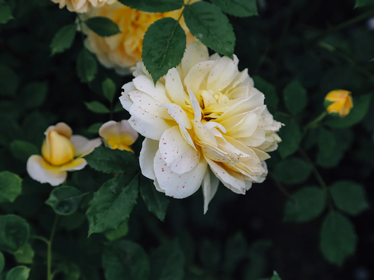 In Where We Find Beauty