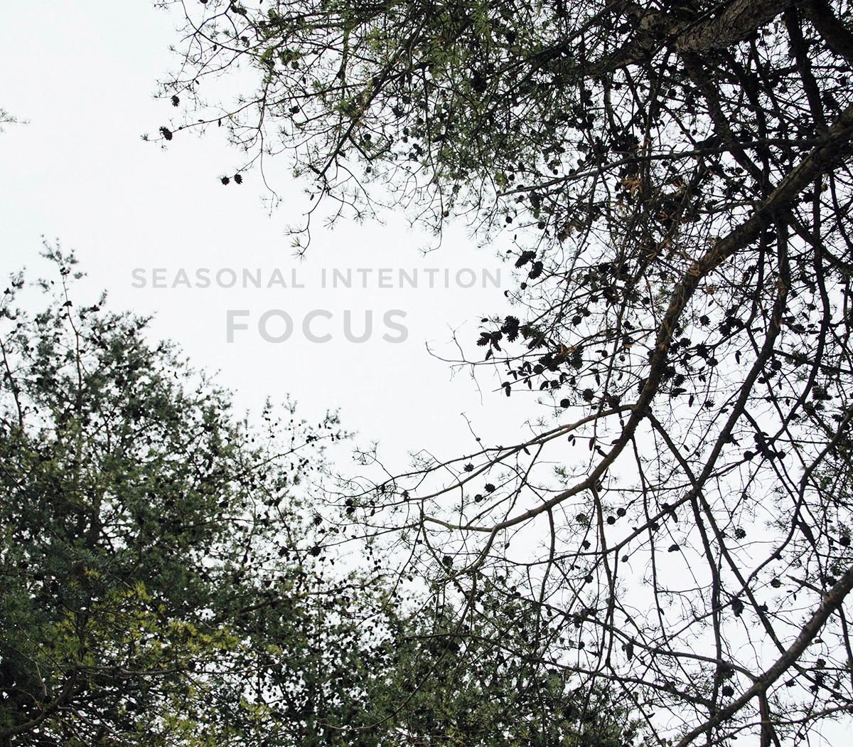 Seasonal Intention | Winter