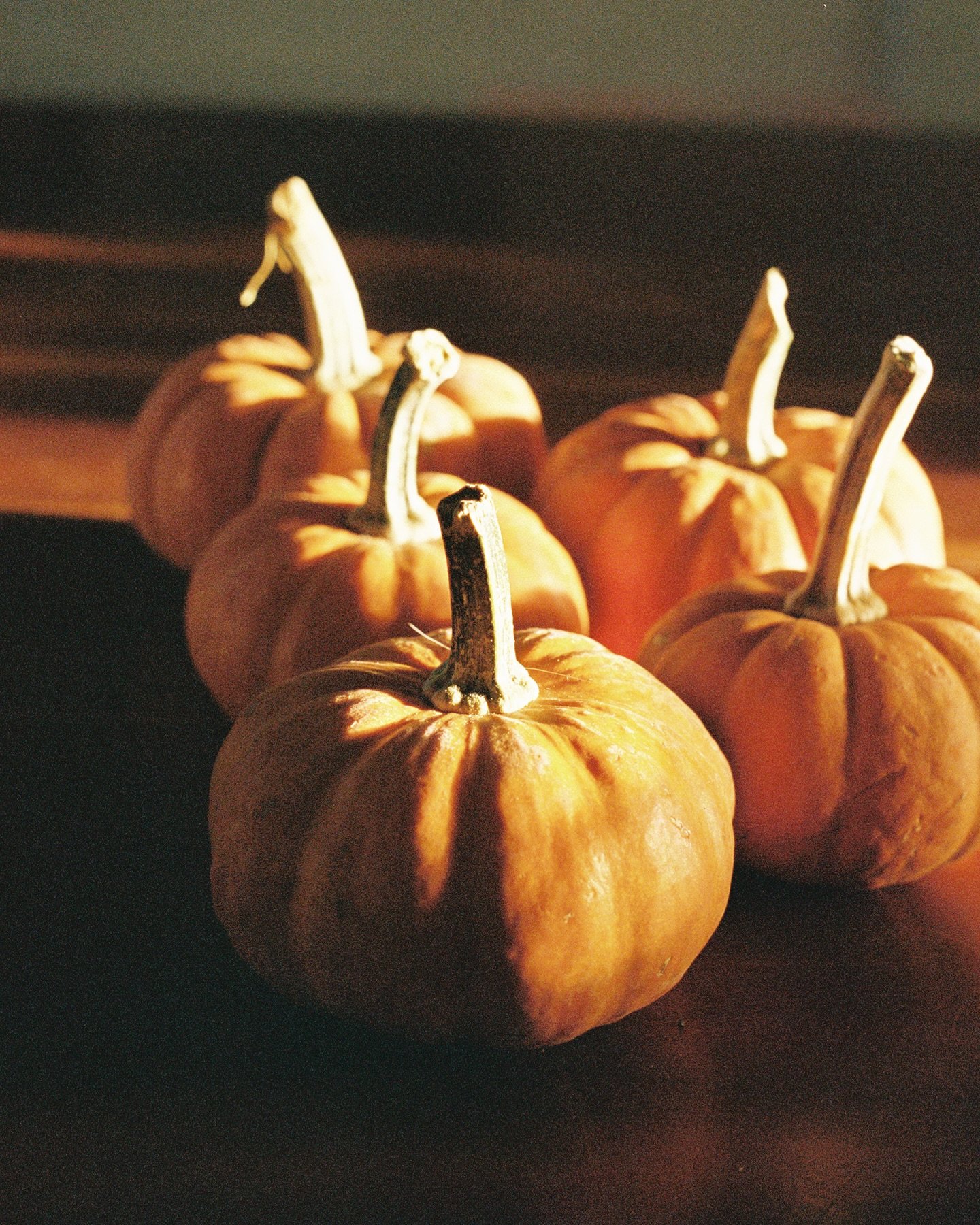 fall on film 🎞️ 🎃 🍁 featuring lots of pumpkins&hellip; and cats