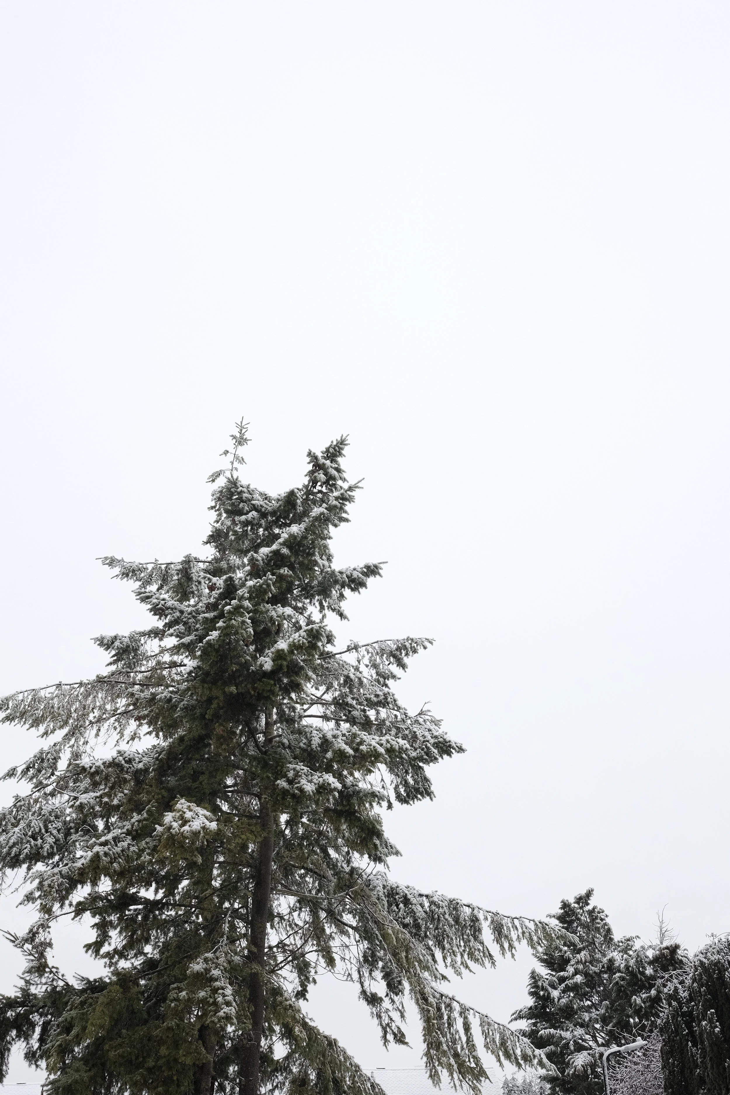 Documentary Photography - First Snow