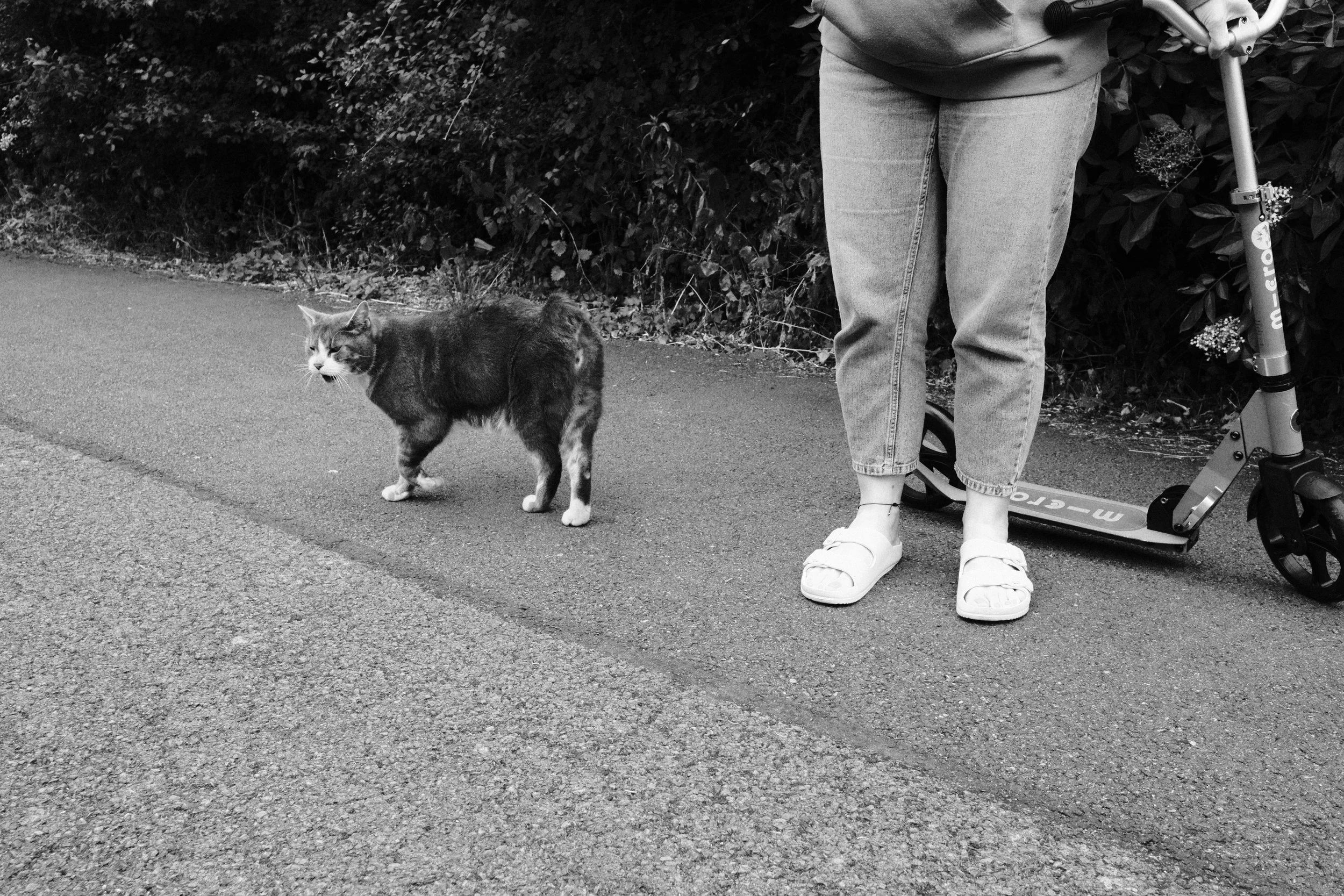 A Tail of a Cat and Goose