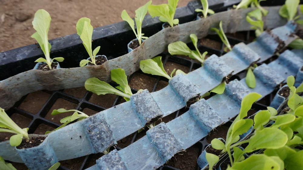 PlantTape.jpg