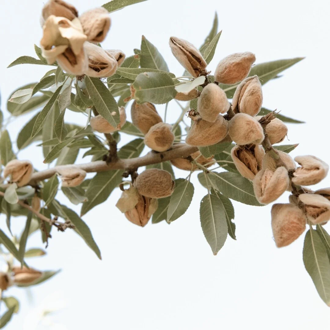 California's climate is ideal for growing more than 400 different types of crops, including almonds, walnuts, lettuce, rice, tomatoes, strawberries, and grapes.
#CFWC #CaliforniaAgriculture  #CAwater #foodgrowswherewaterflows #whatsfordinner #califor