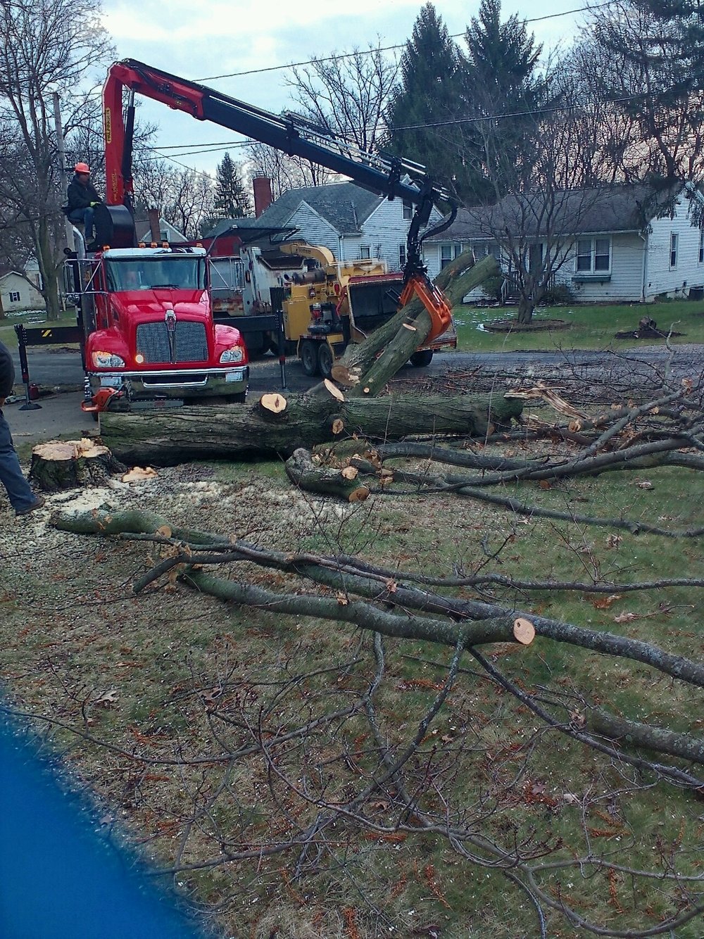 gray's tree service dayton ohio