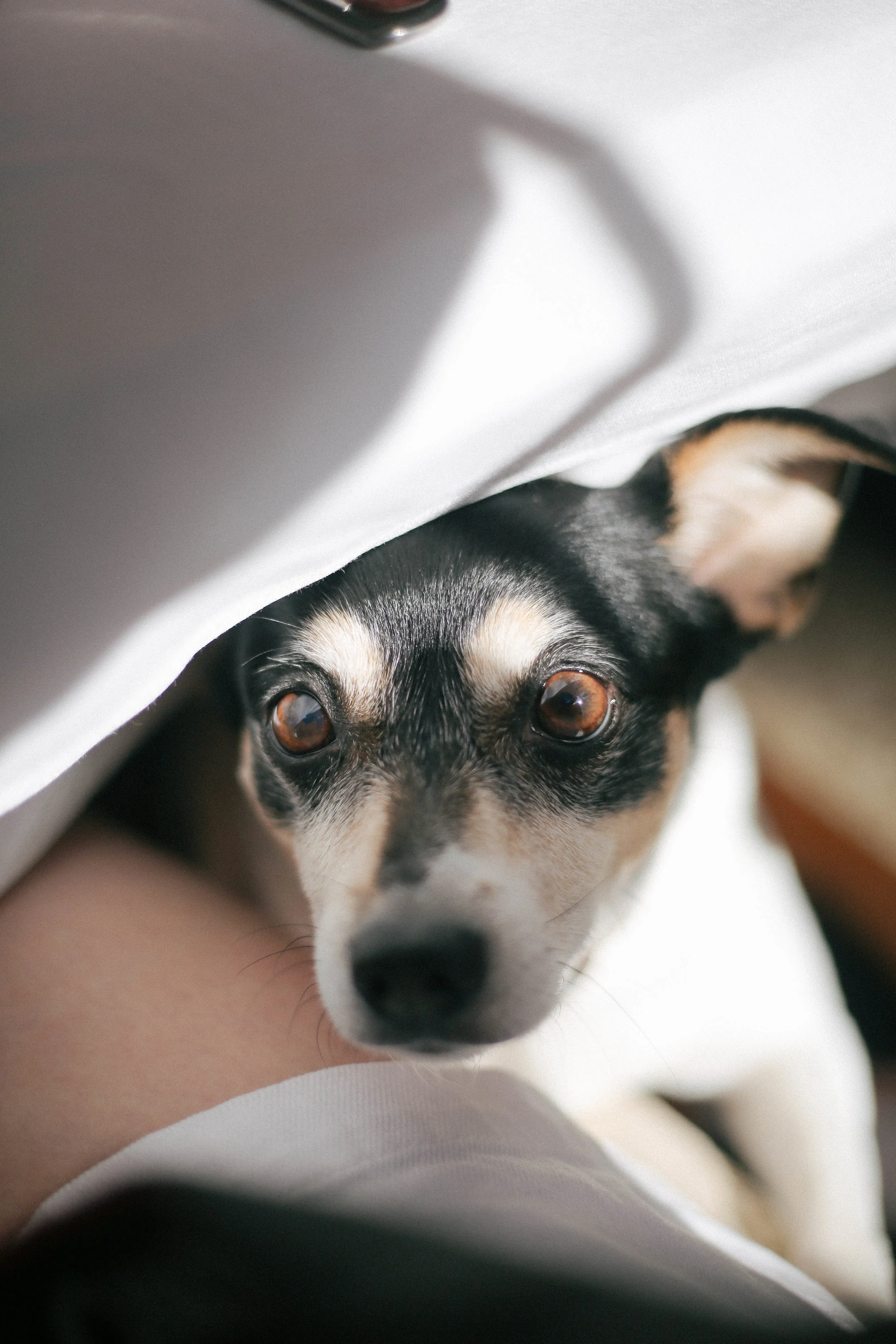even the pup wanted in on the action... =)