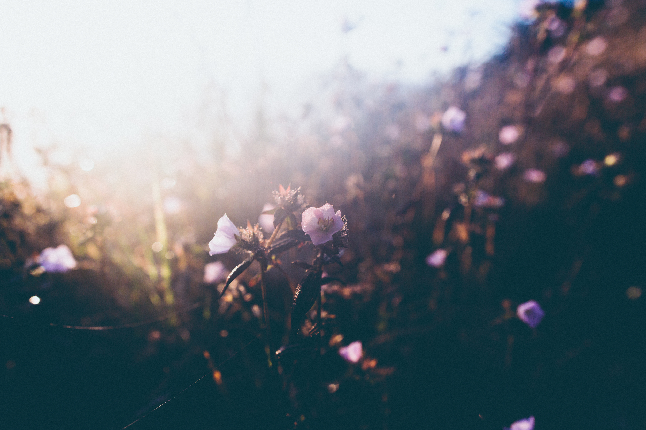 Serious question: Are flowers always in full bloom in Hawaii? Cuz <3. 