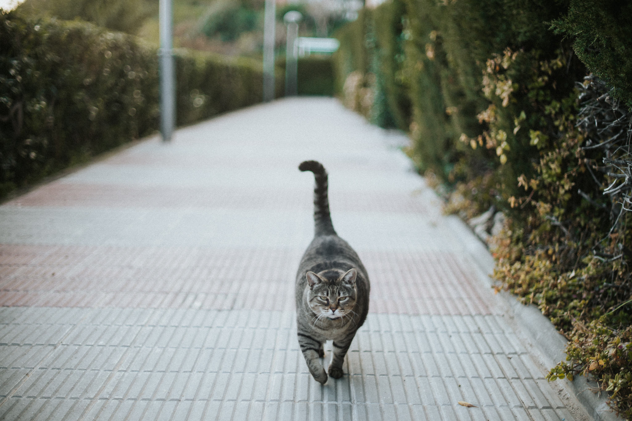 Chonk the Cat