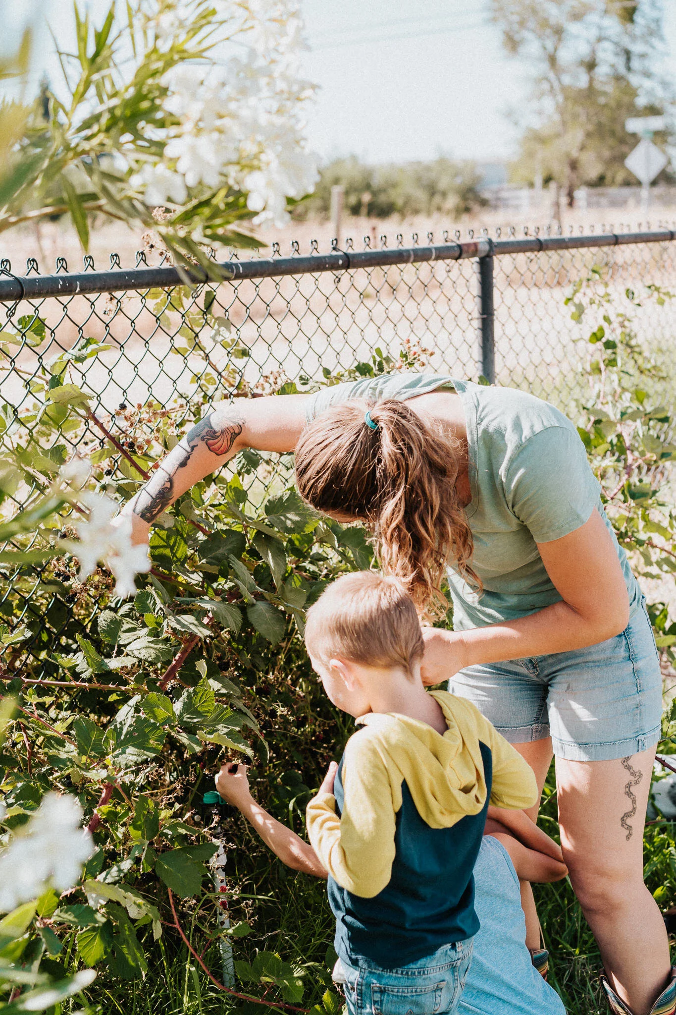 Family picks wild blackberries on their homestead