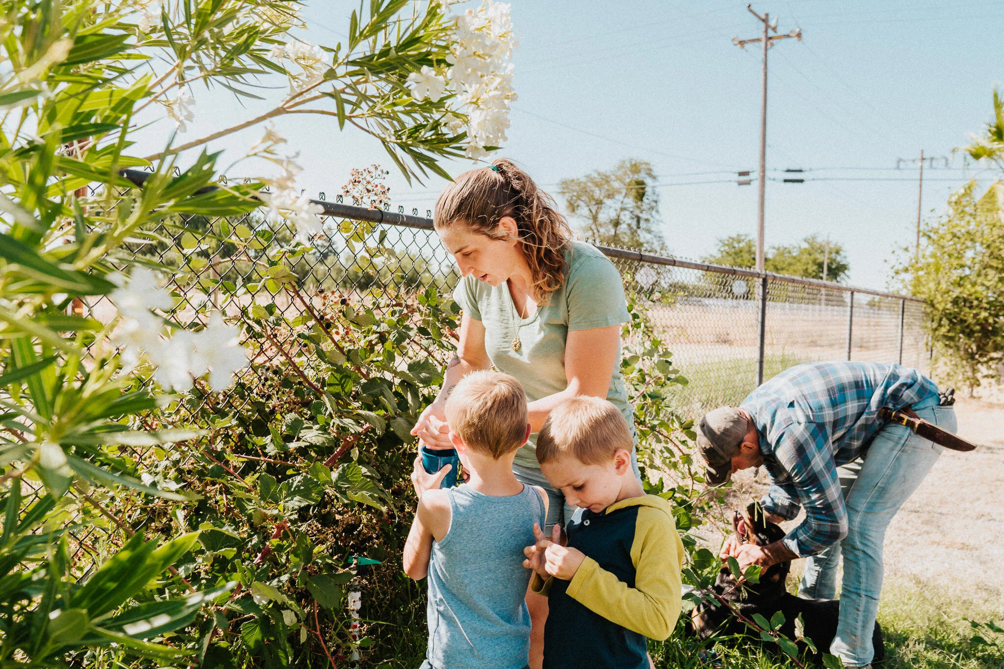 Family picks wild blackberries from their property fence.