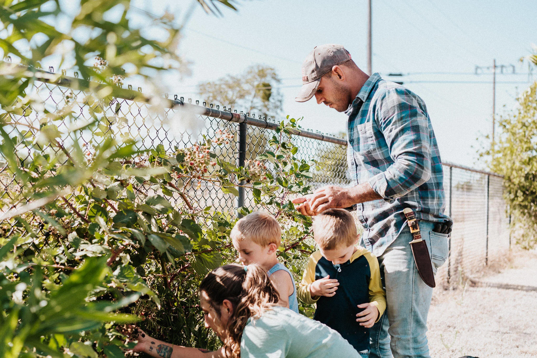 Family picks wild blackberries on their homestead