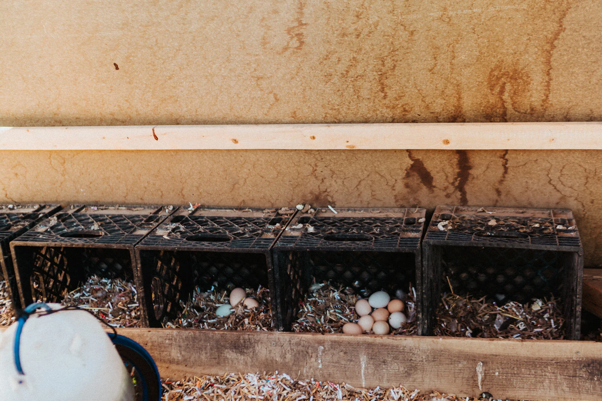 Eggs from egg-laying chickens in the coop.