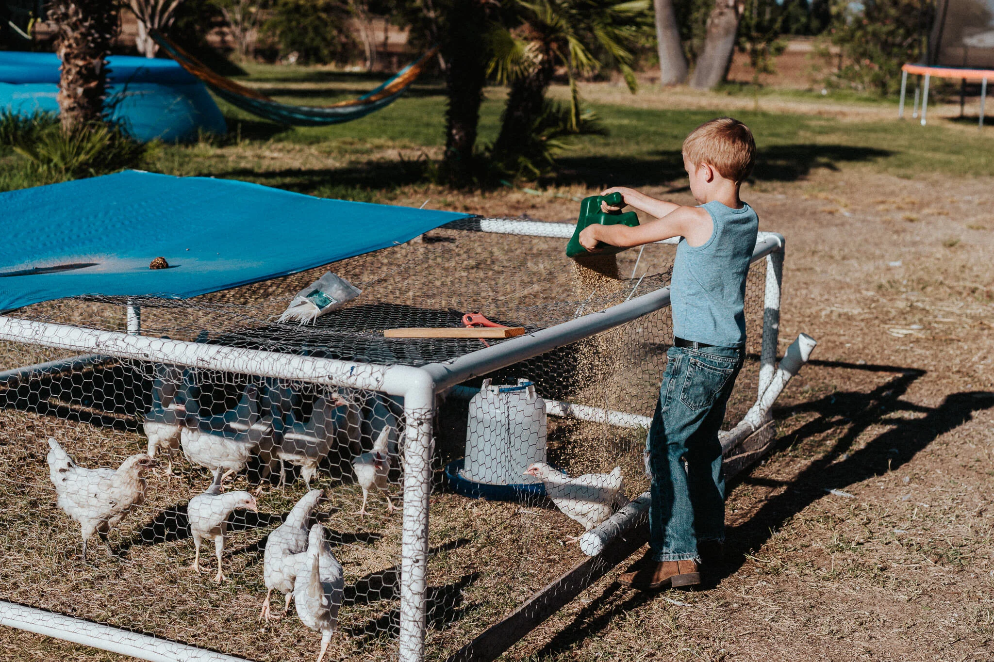 Boy feeds the meat chickens.