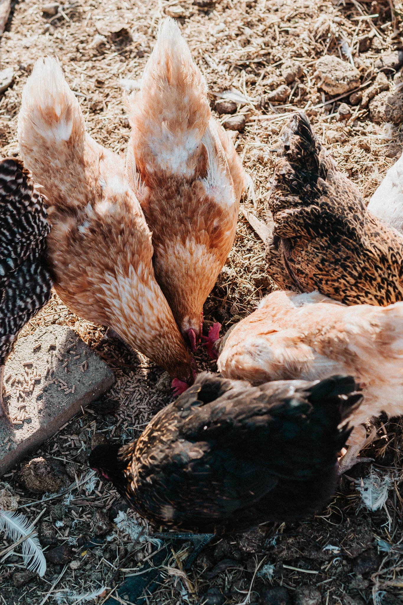Homestead chicken feeding in Lodi, California.