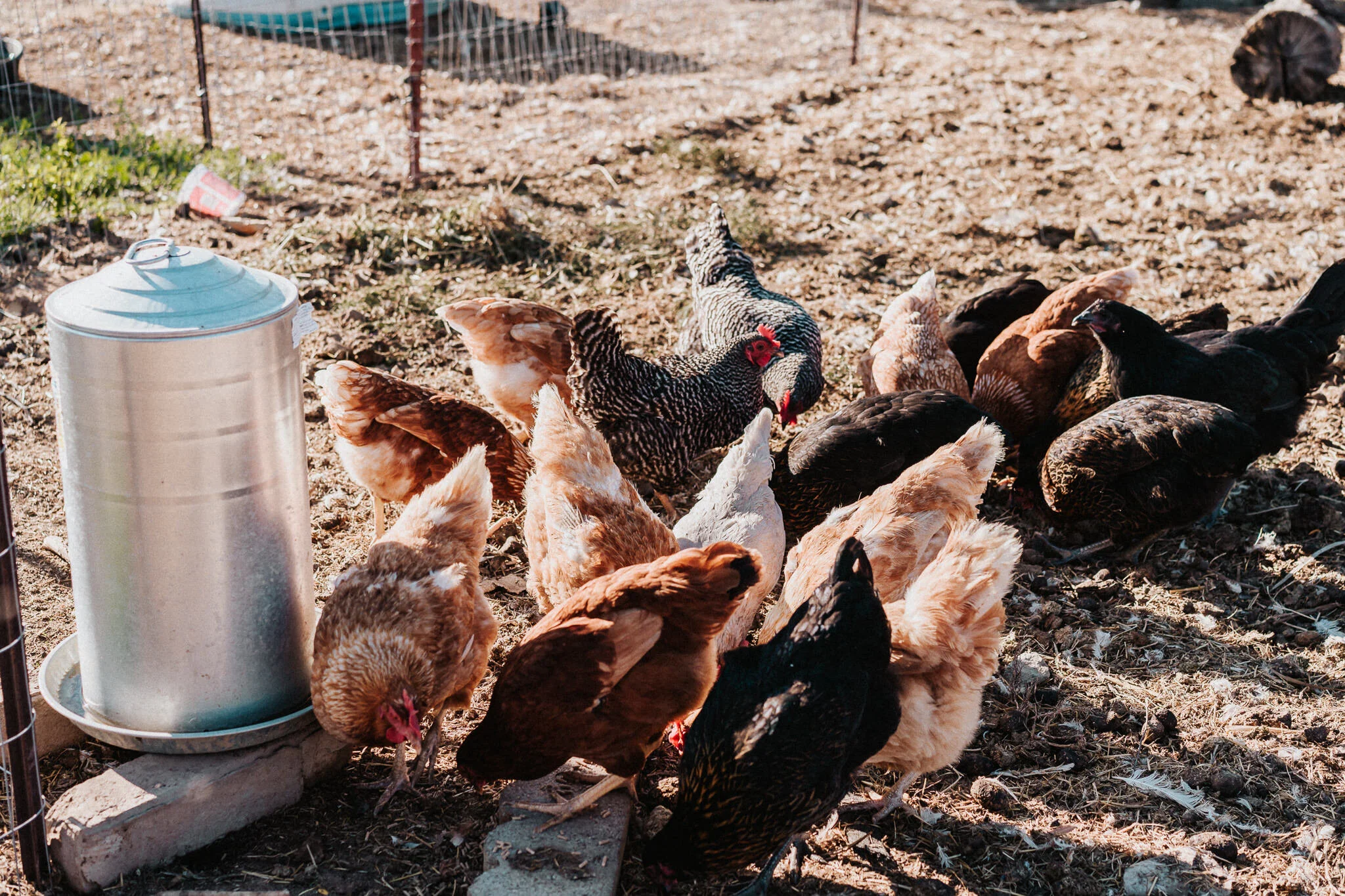 Egg-laying hens feeding on a small farm.