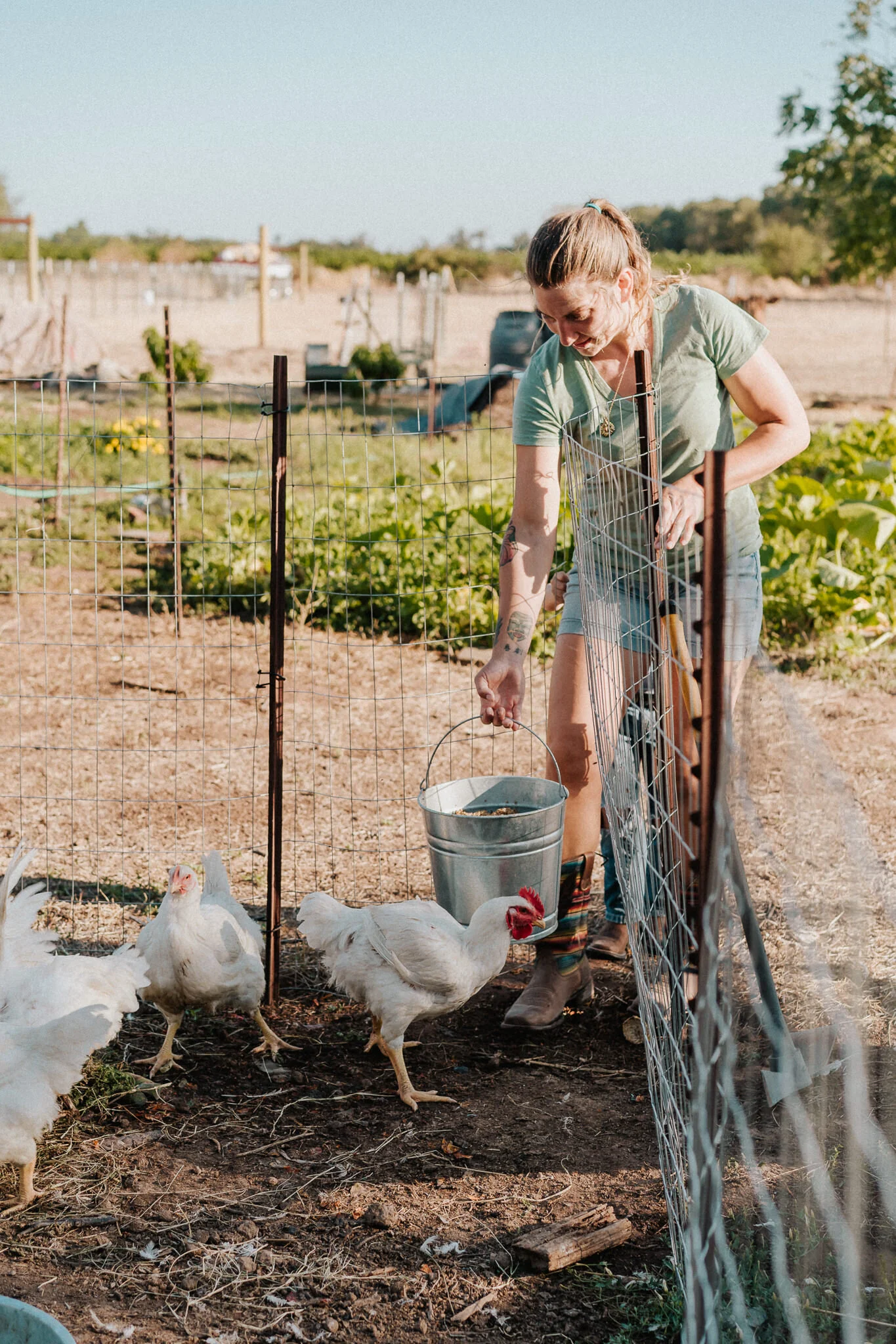 Feeding the meat chicken.