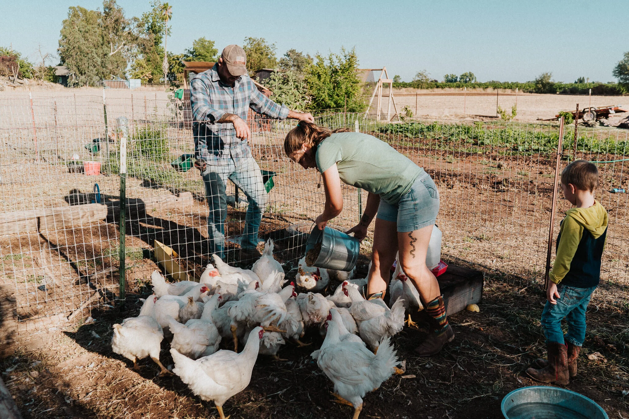 Lodi homestead, chicken feeding.