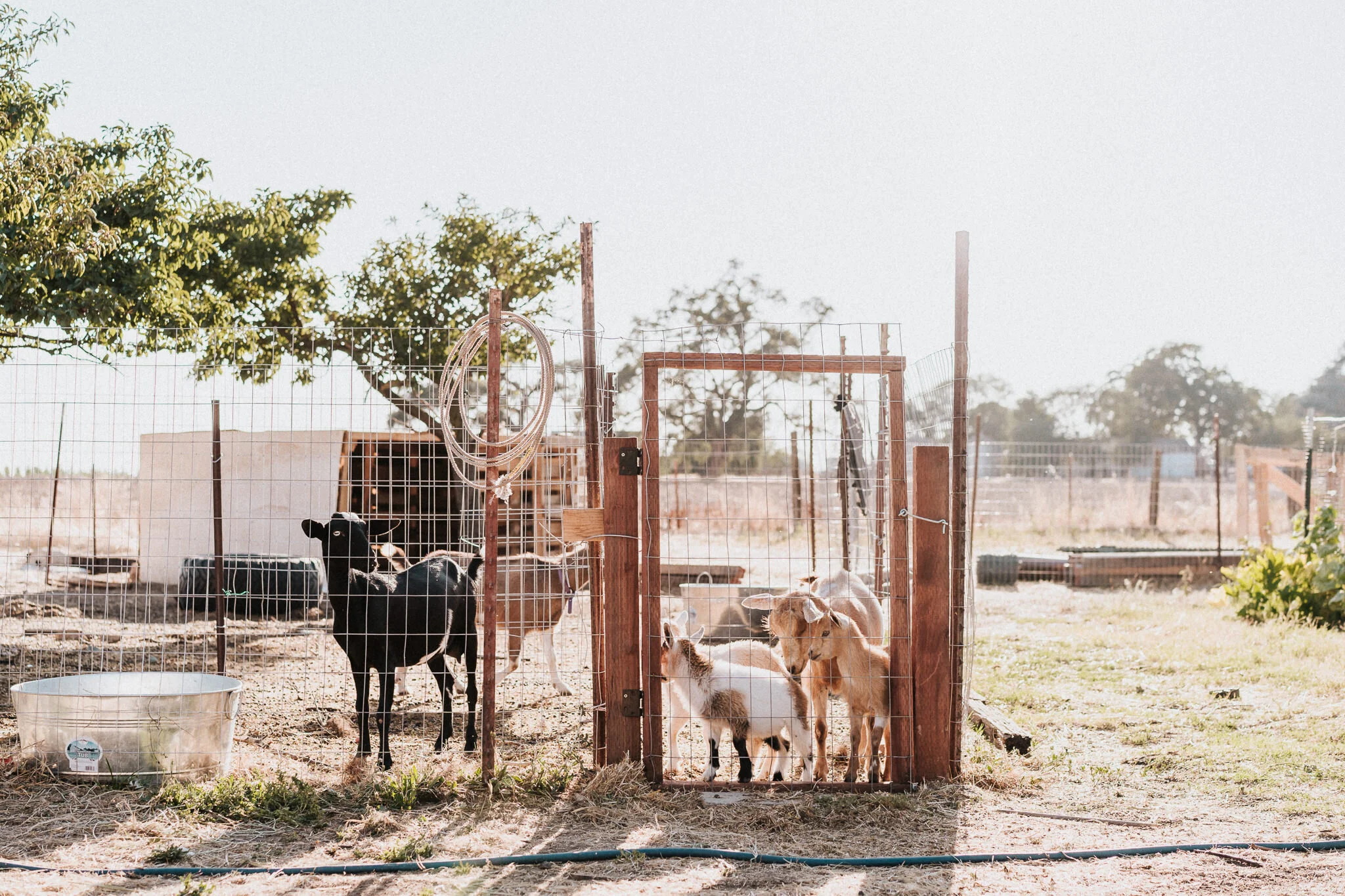 Goats in a pen.