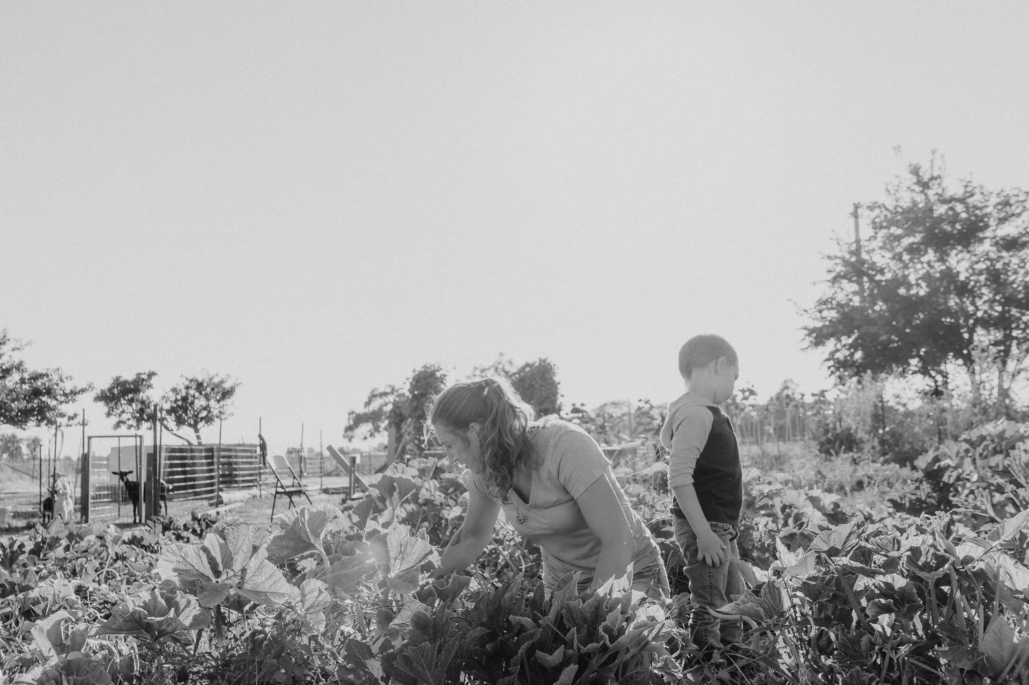 Picking weeds to feed the farm animals.