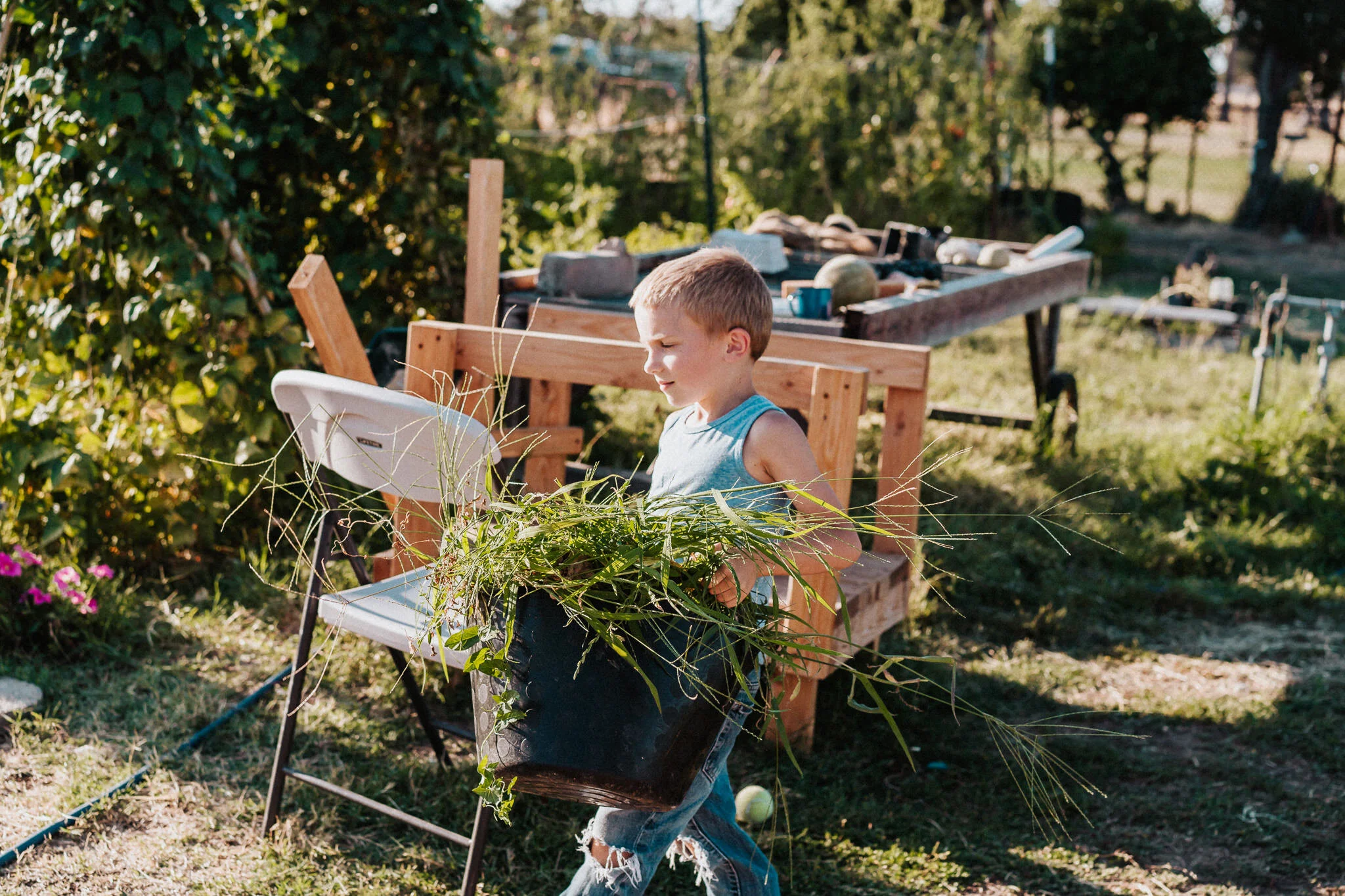 Boy takes a bucket full of weeds to the goats.