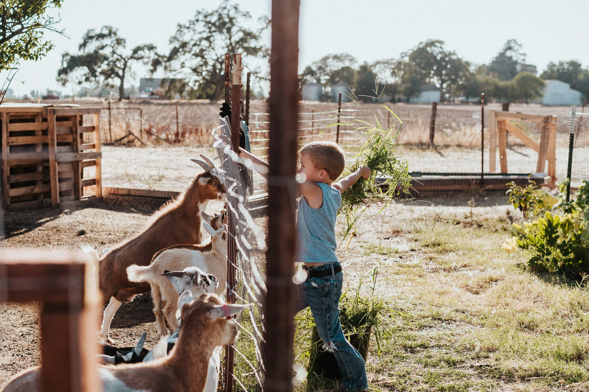 Boy throws weed over the goat fence.