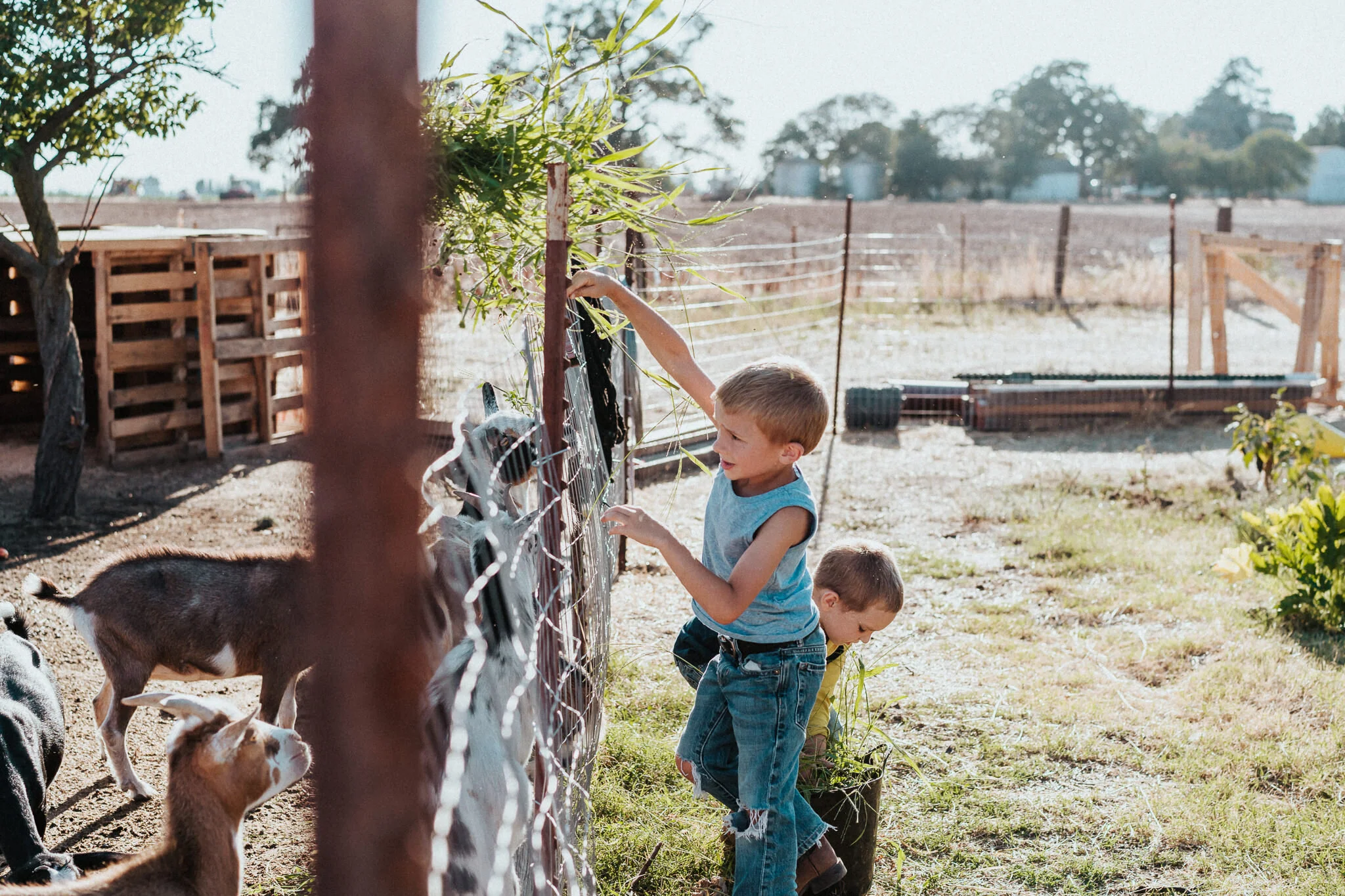 Son feeds the goats with weeds.