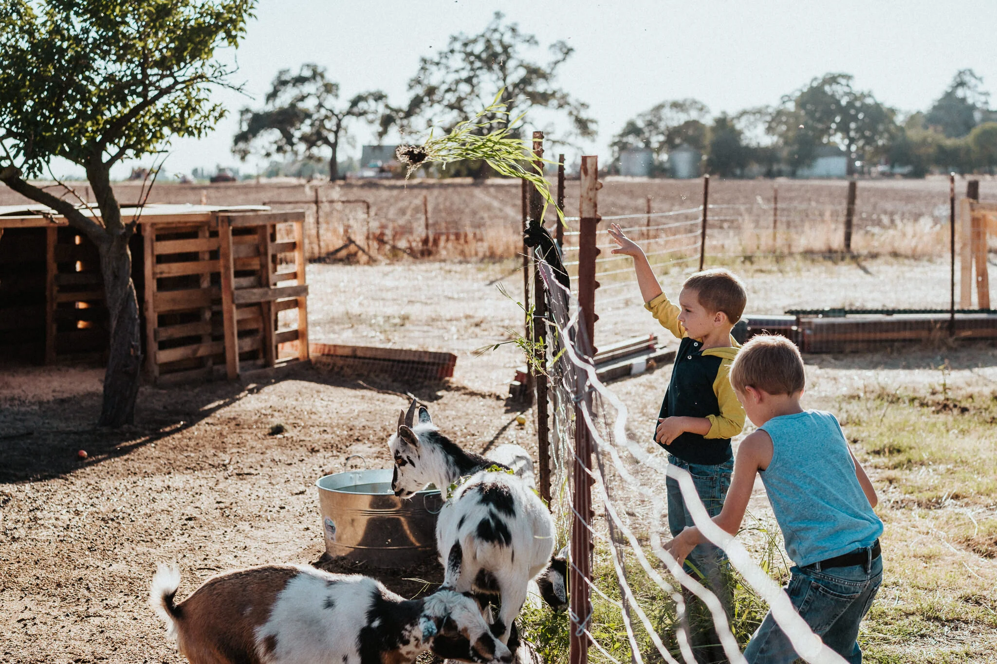 Brother feeds the goats with weeds.