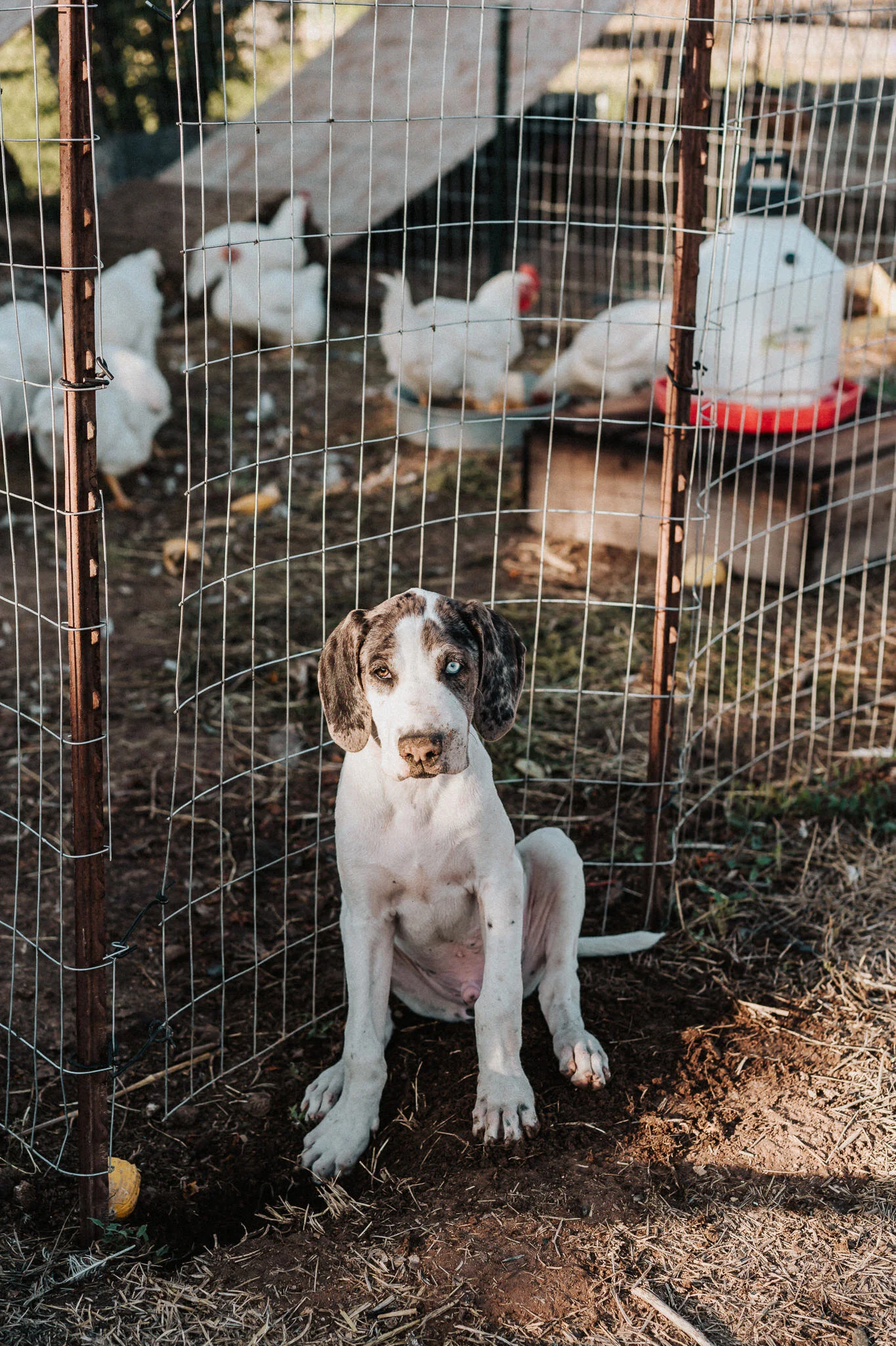 Little heterochromia puppy rests against the chicken fence.