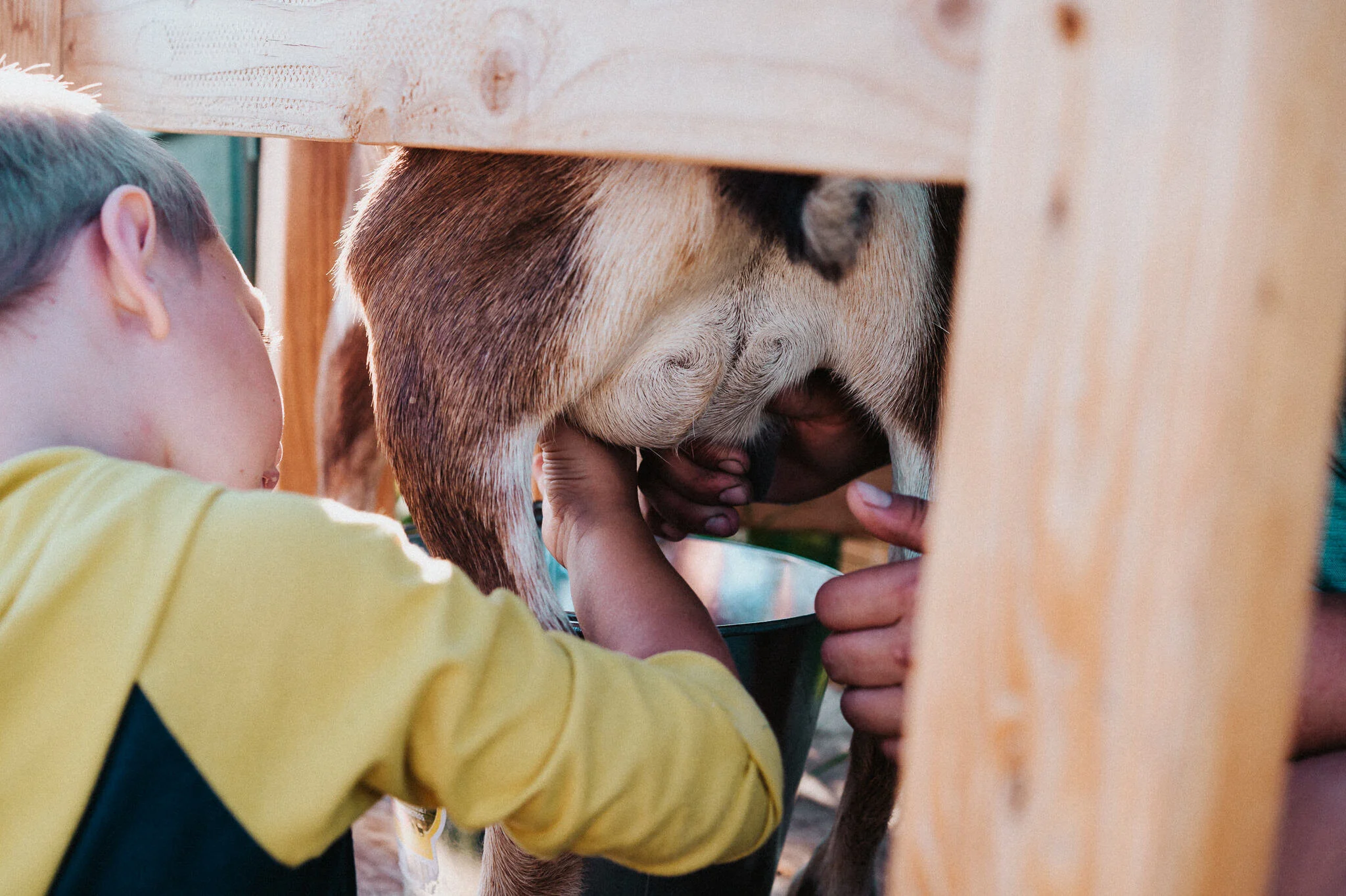 A son helps milk the goat.