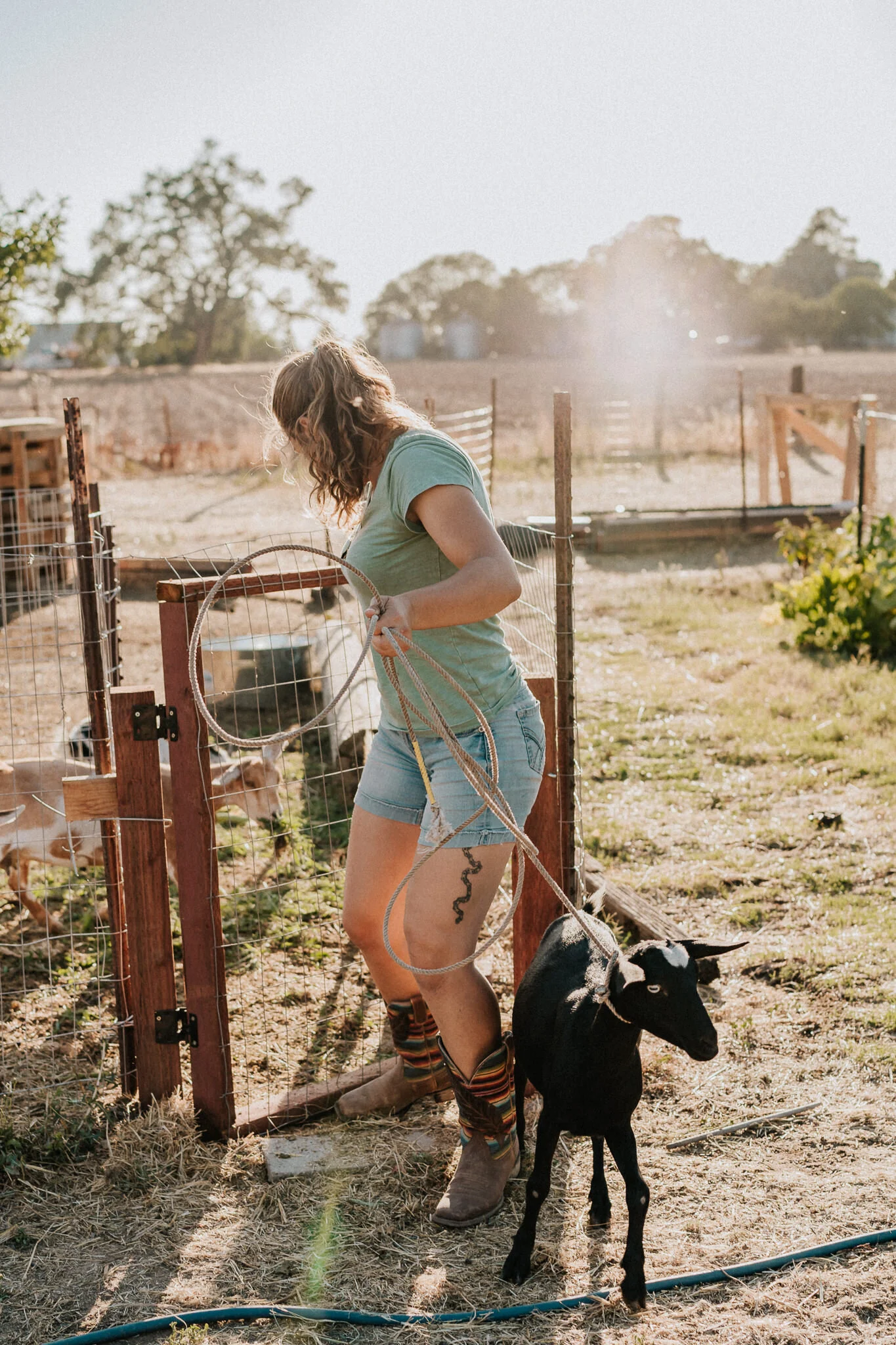 Woman brings out goat from the pen.