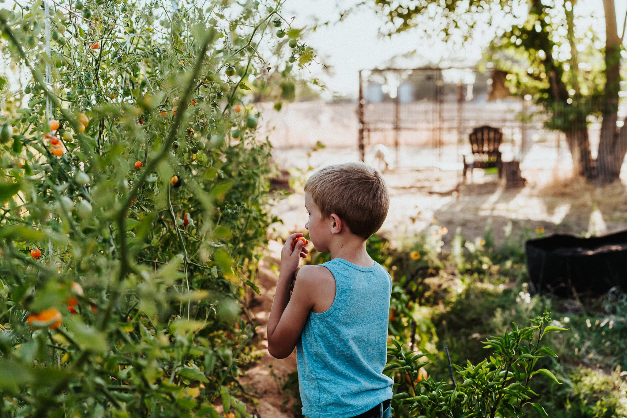 A boy snacks on a tomato from the garden.