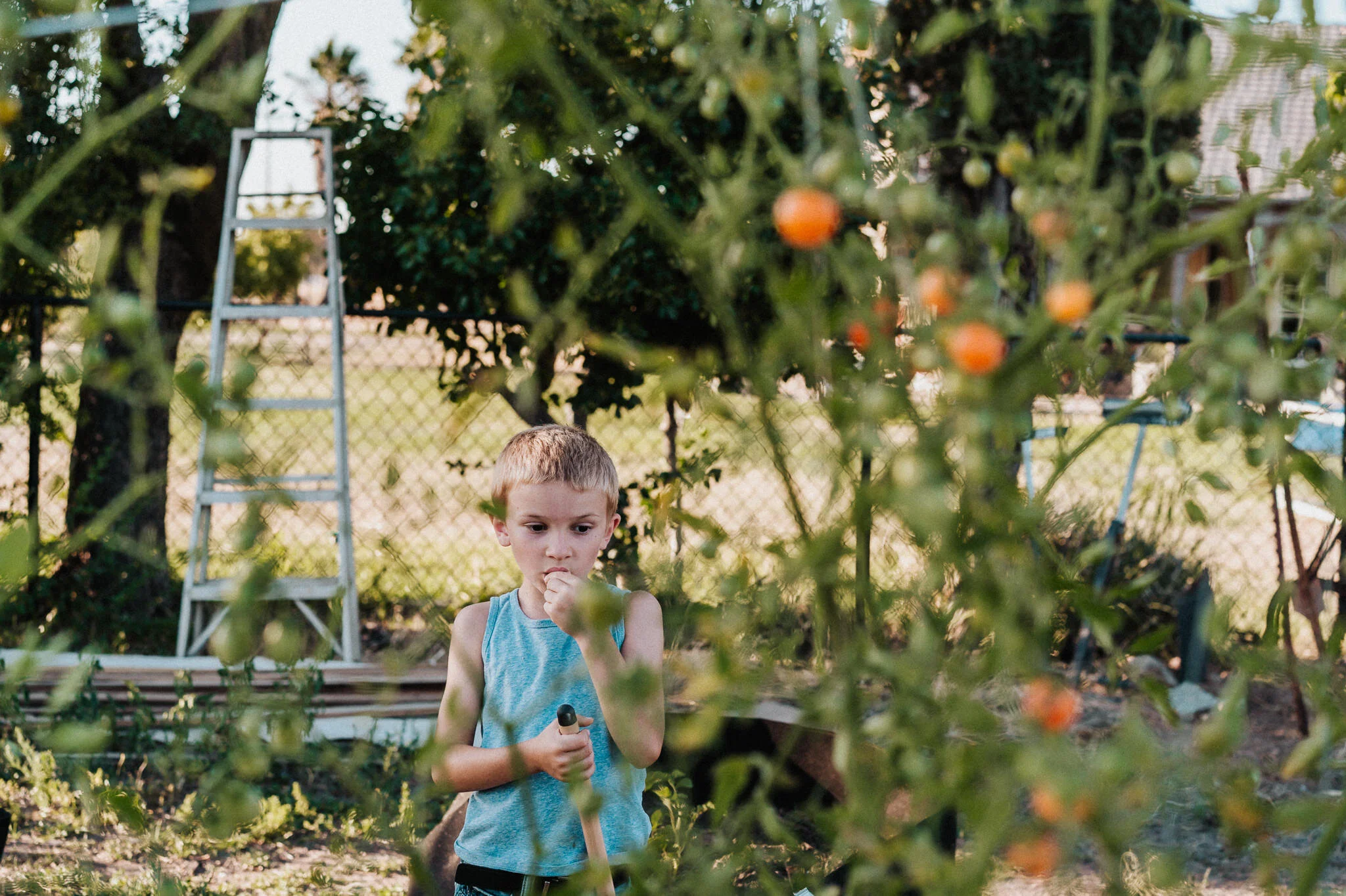 Boy eats tomato from the garden.