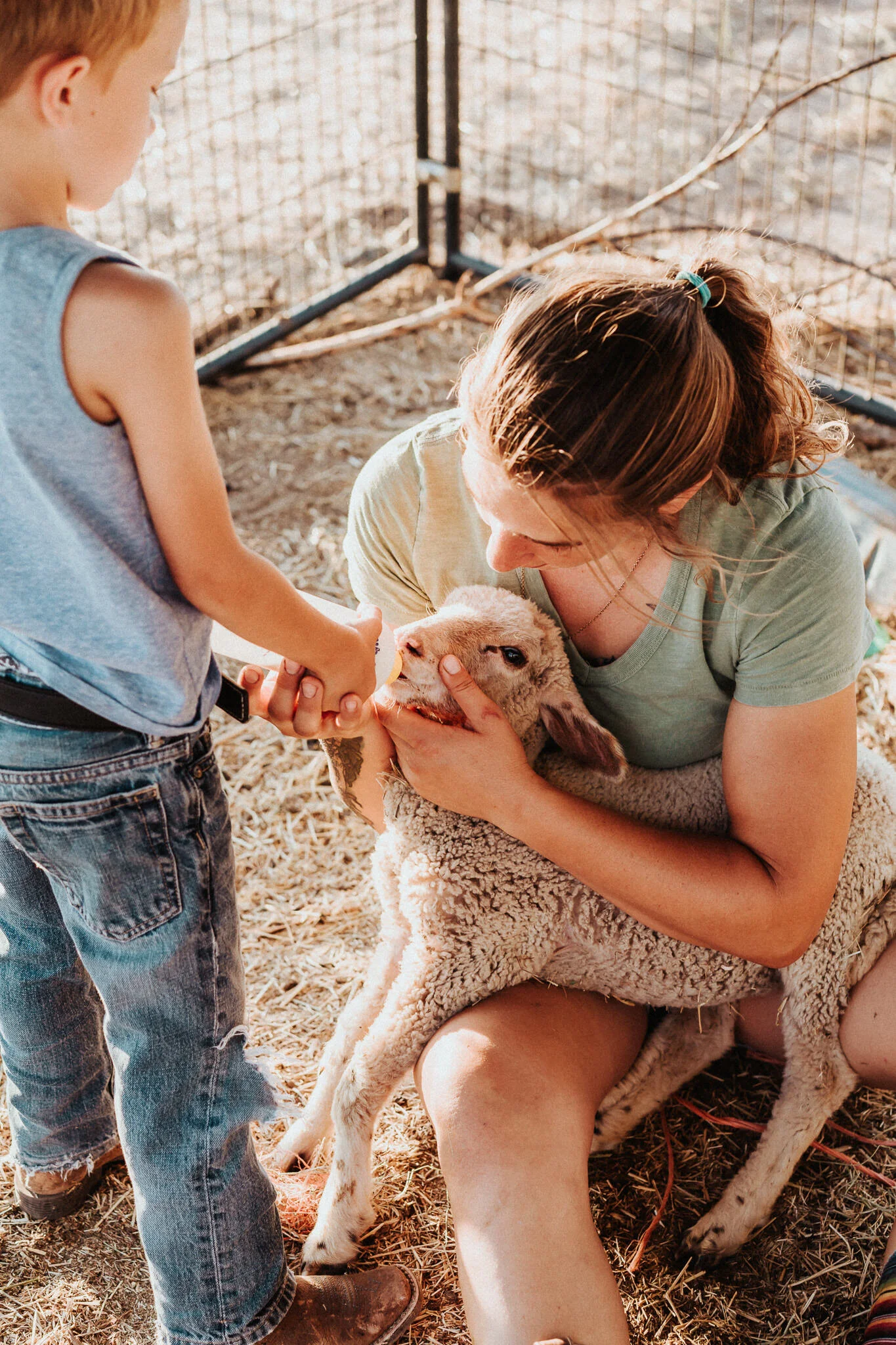 A lamb feeds on a milk bottle.