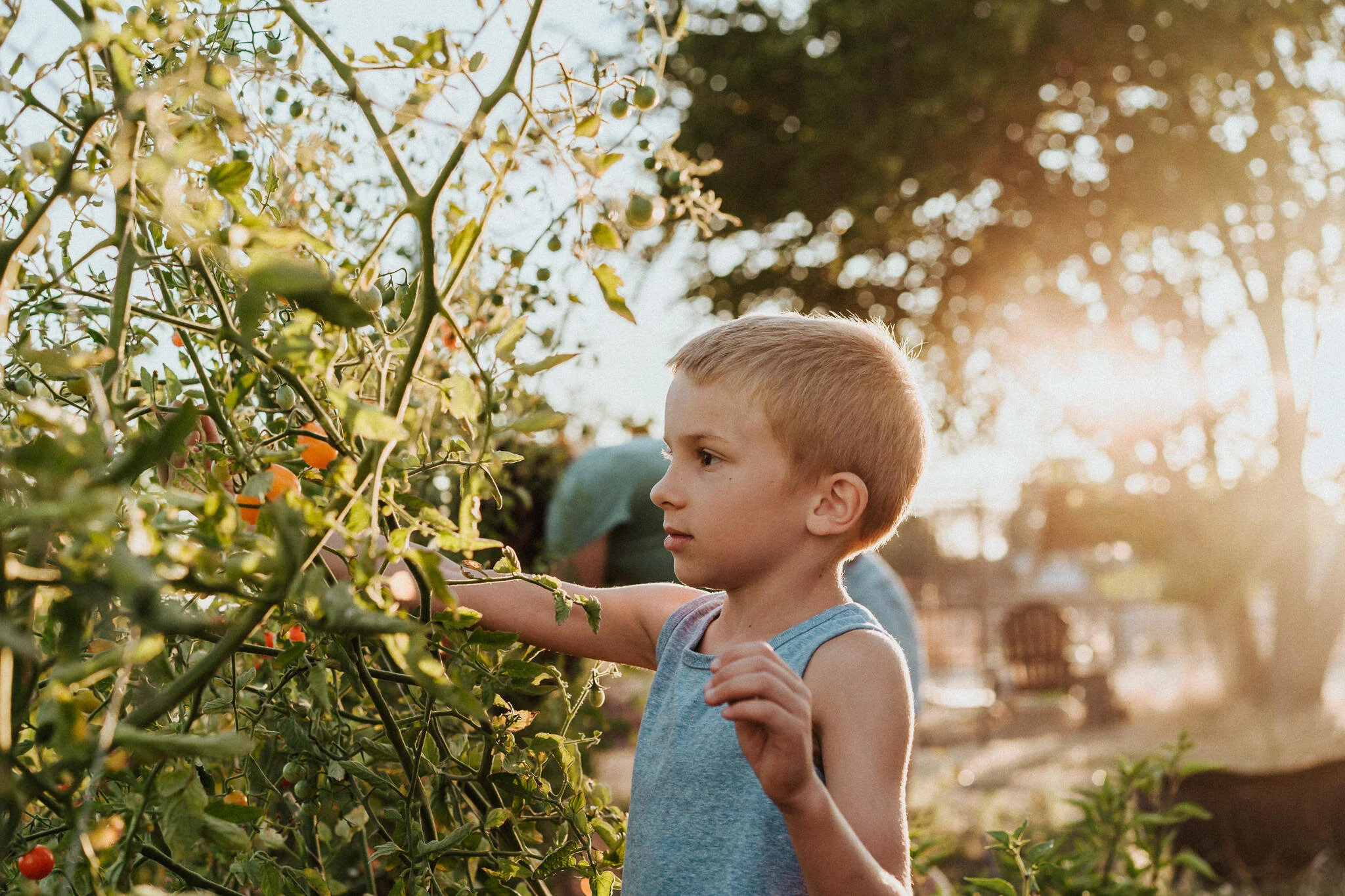 Boy picks vegetables from the tomato vine.