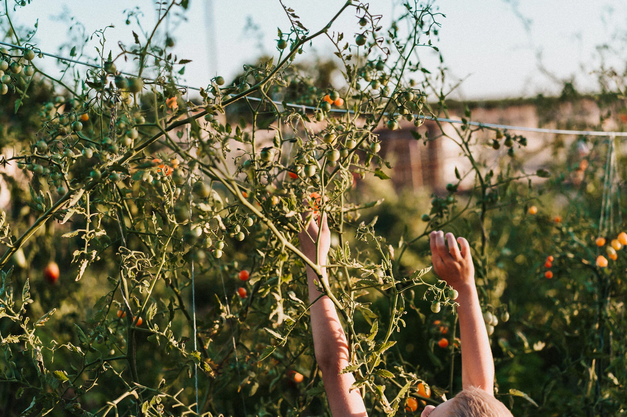 Helping hands in the garden.