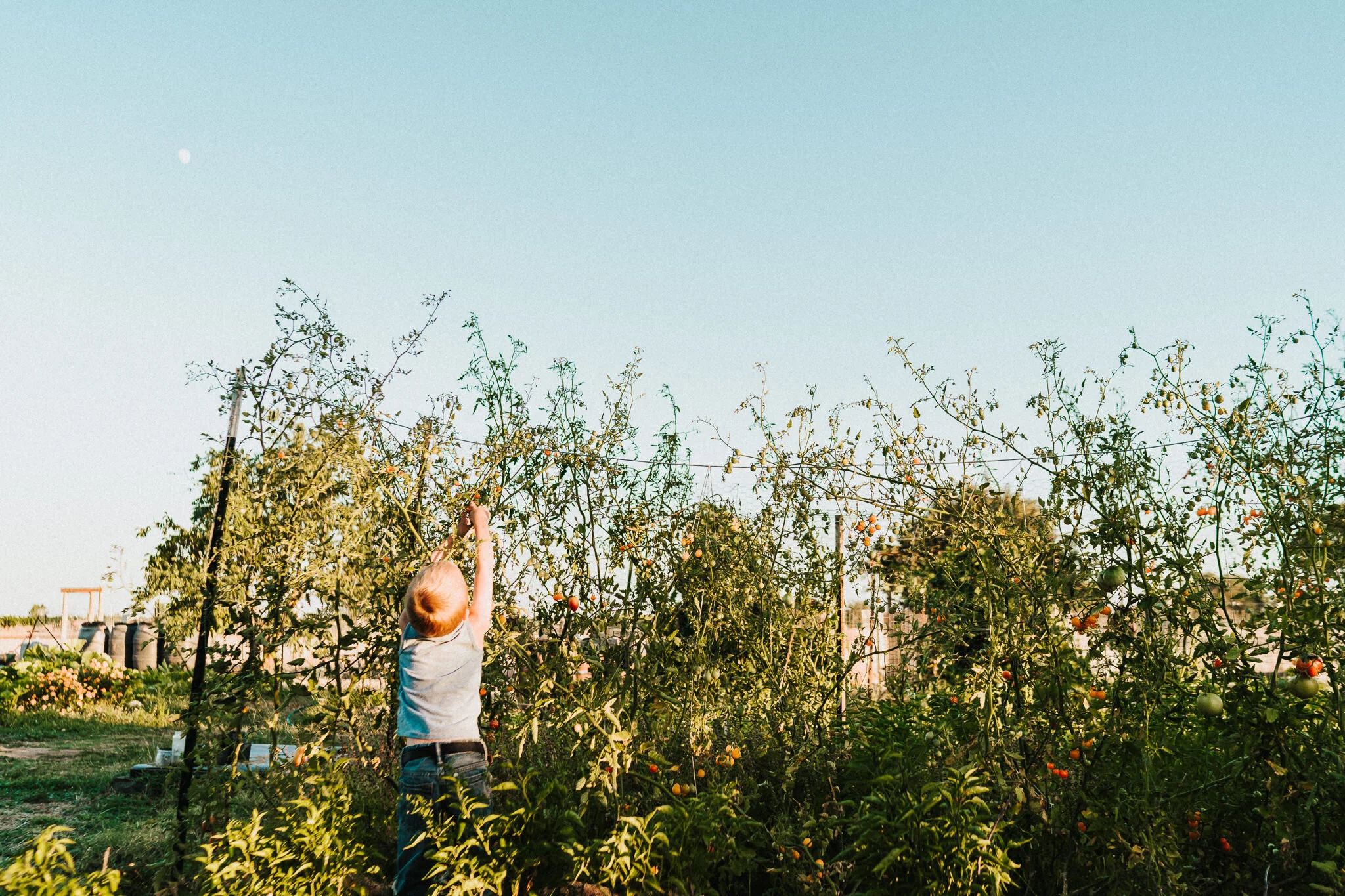 Boy picks vegetables from the tomato vine.