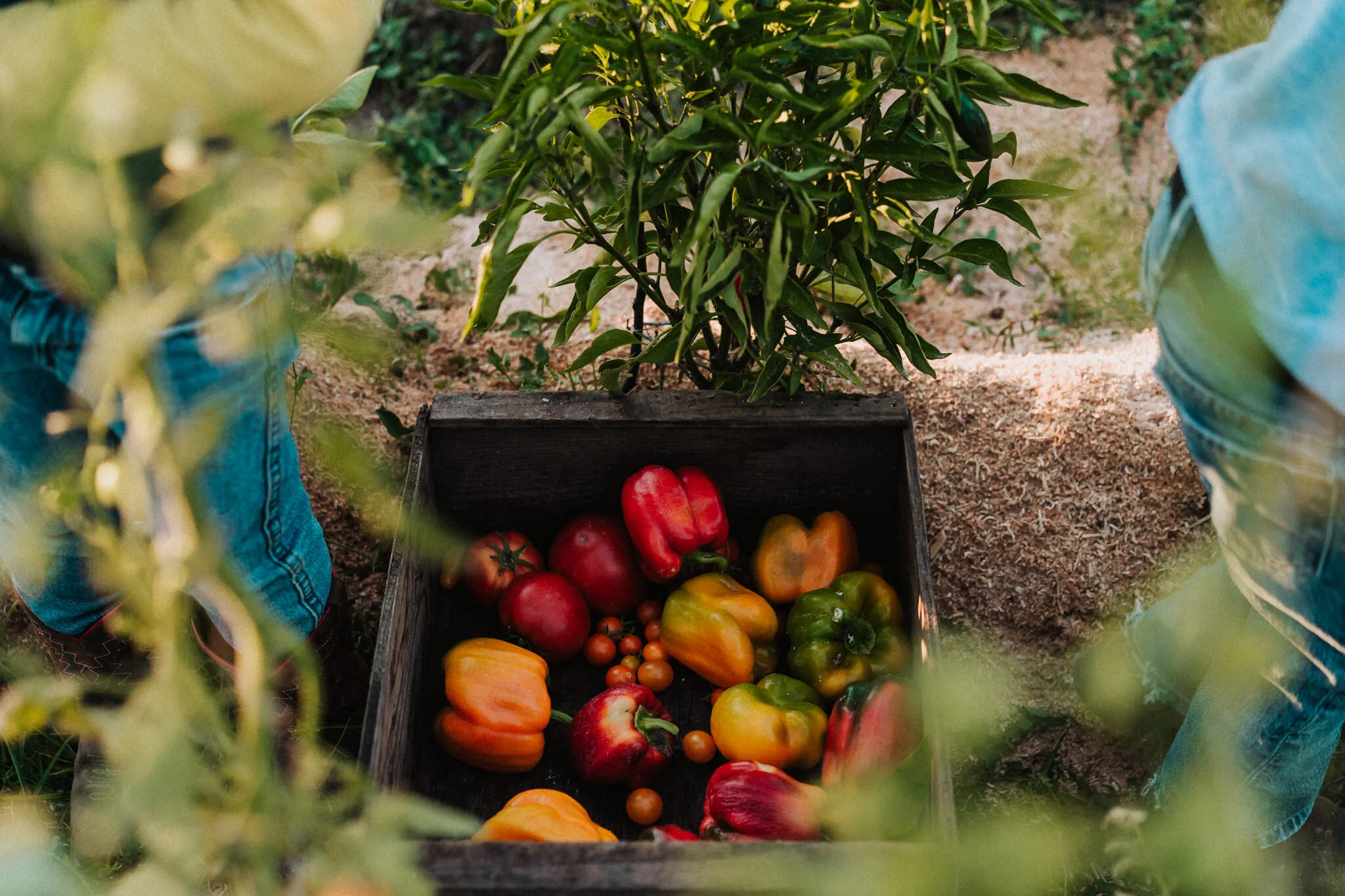 Colors from the garden.