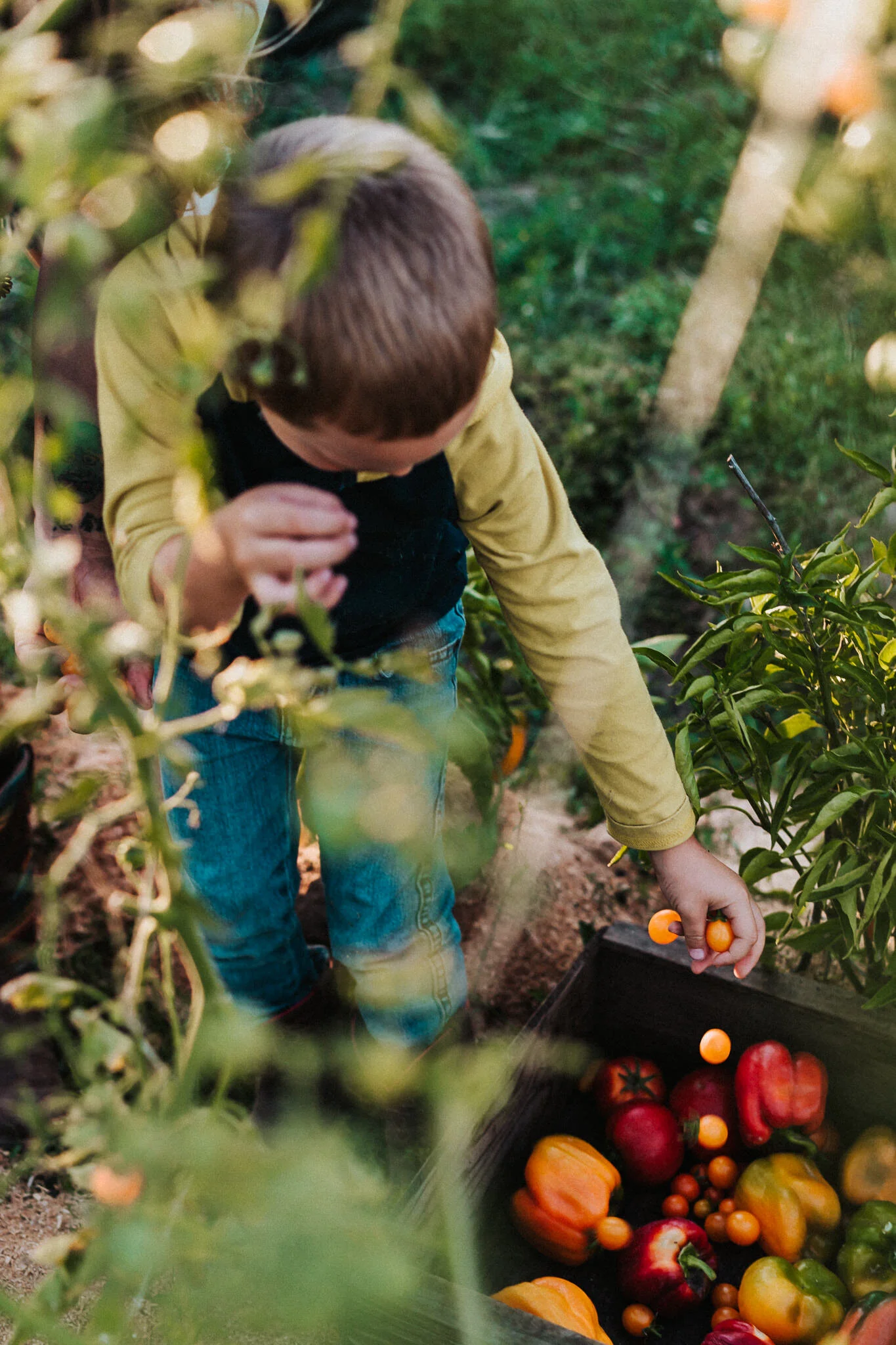 Boy drops the bounty into the vegetable basket.