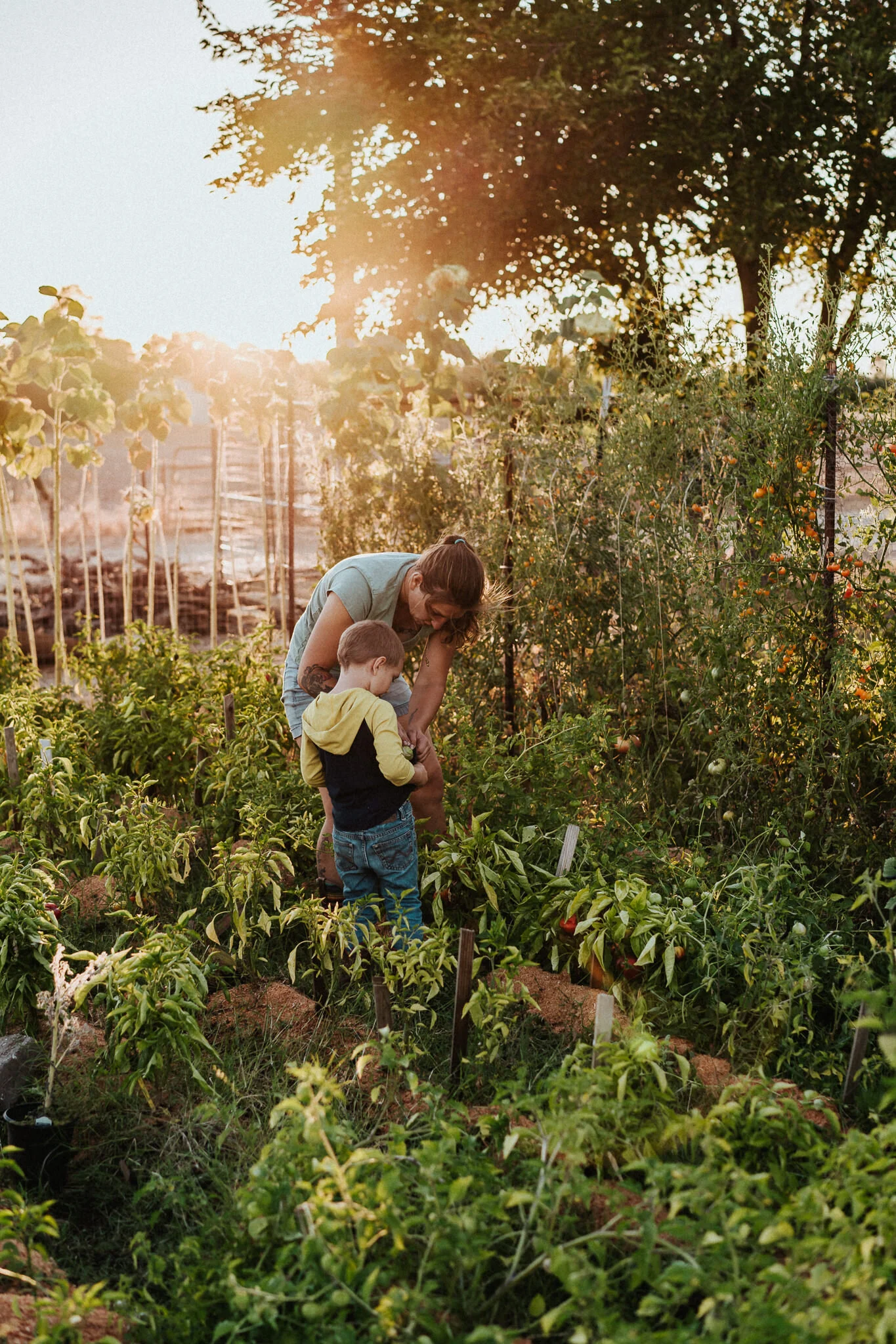 Sunlit garden at Lodi homestead.