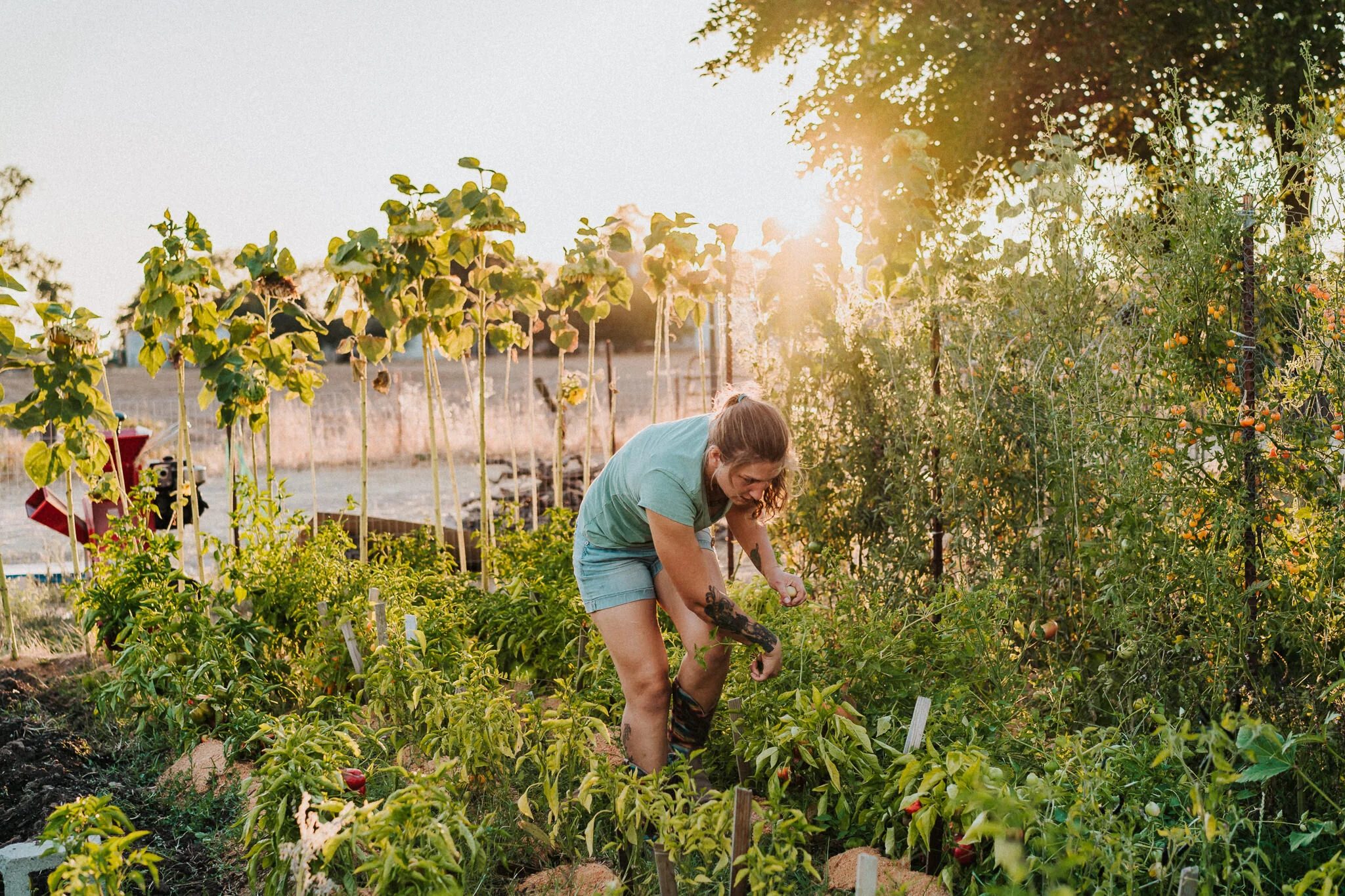 Gardner in her garden, harvesting the evening's meal.