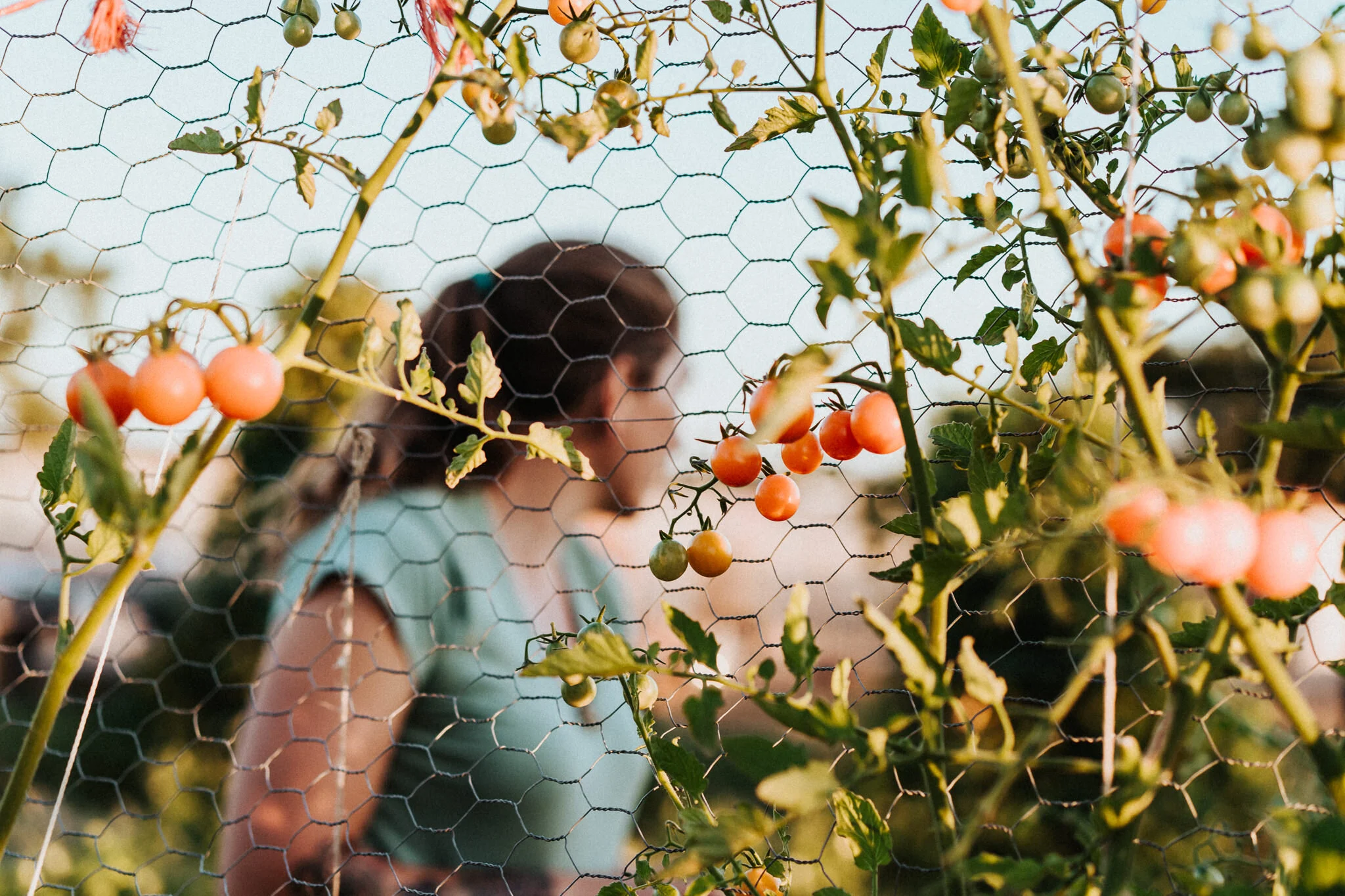 Cherry tomatoes on a vine.